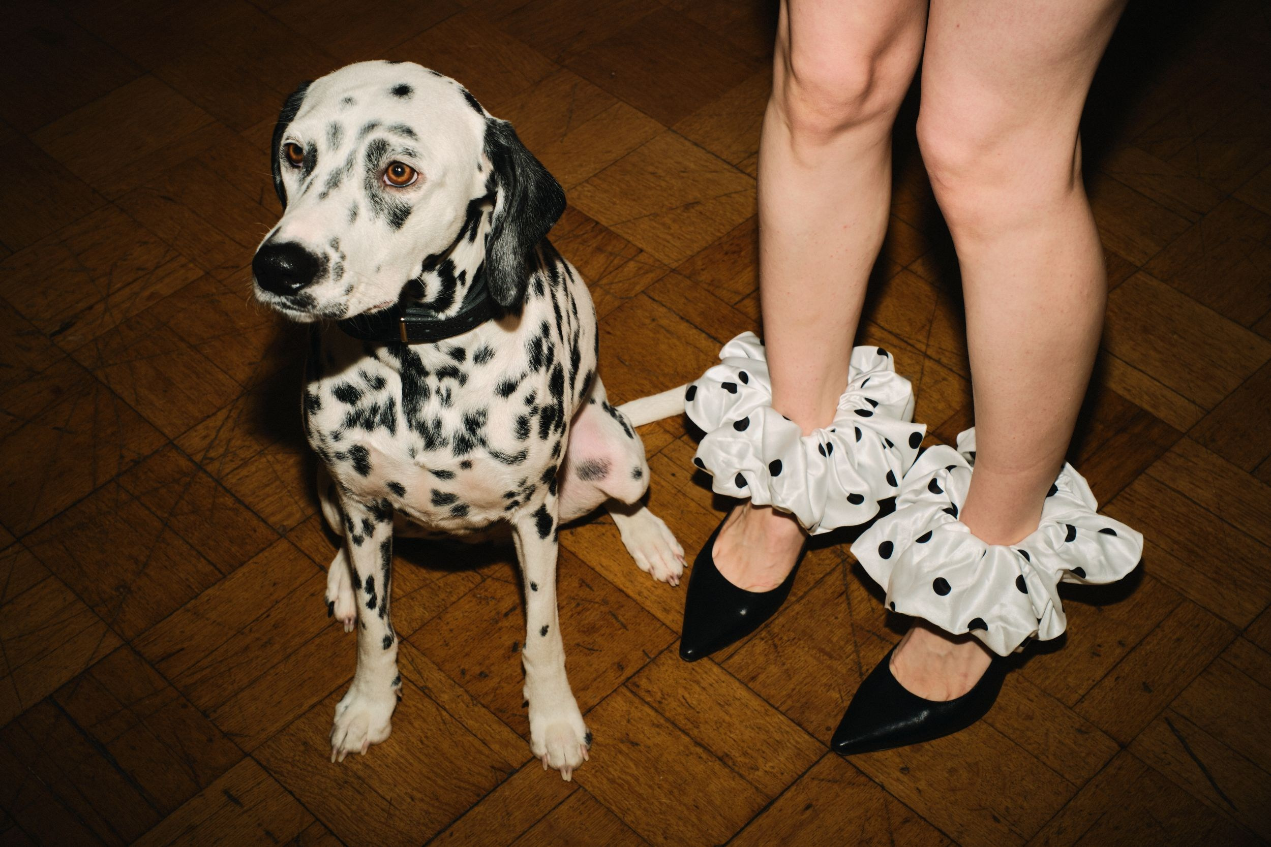 101 dalmatin. Фотограф Санкт-Петербург Лиза Артти