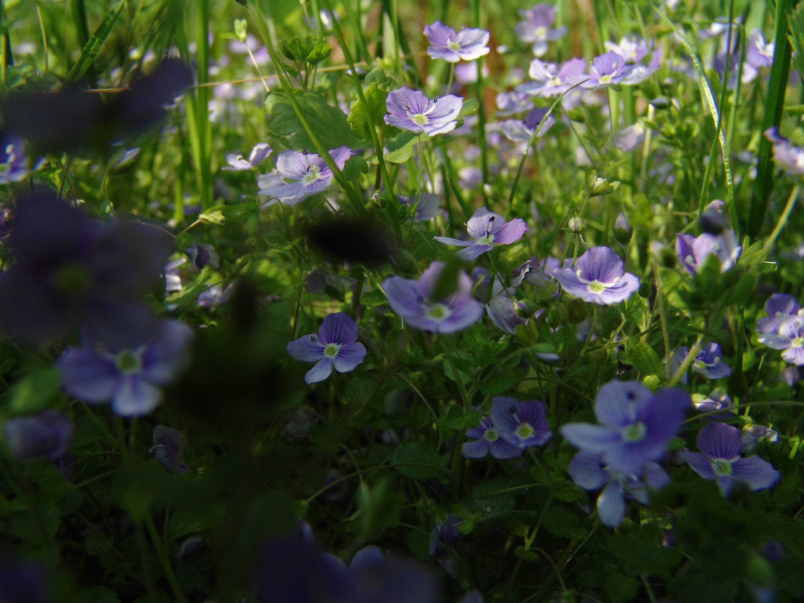 Приезд КС 2005. Заставка