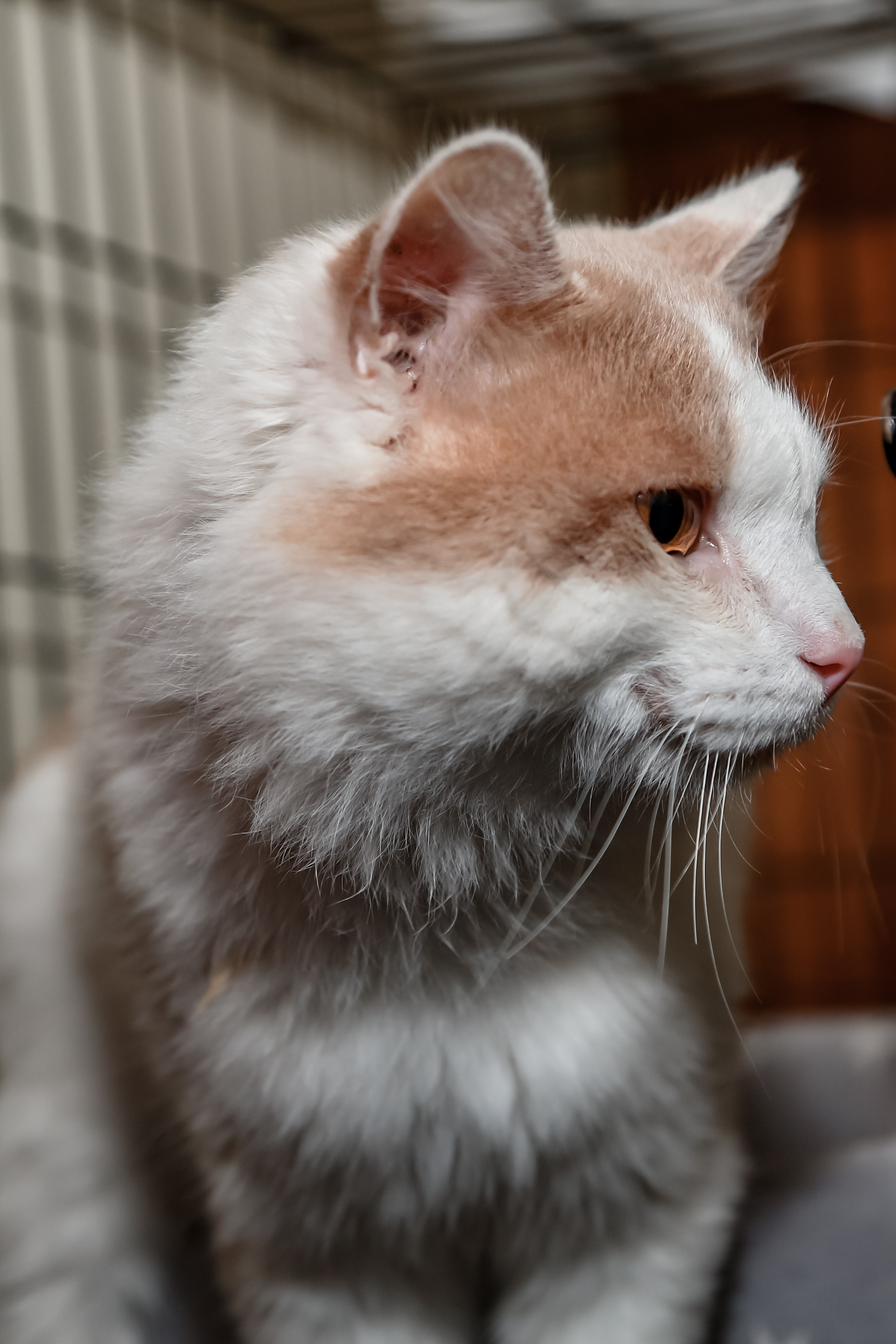 Приют Кошкин Дом Филимоша. Ваш фотограф в Оренбурге Рощупкина Екатерина