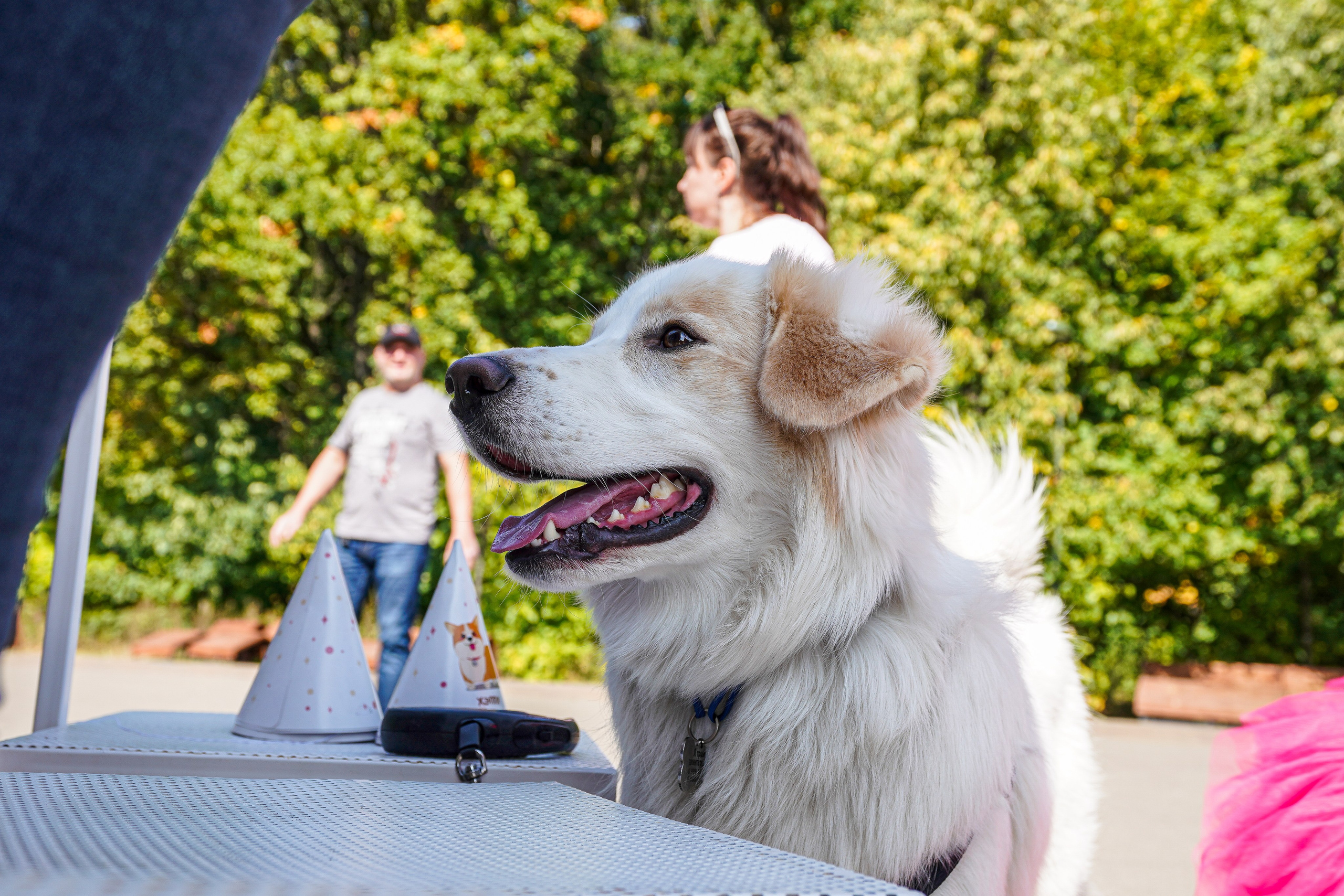 ДР собаки по имени Моррис :). Фотограф Казань