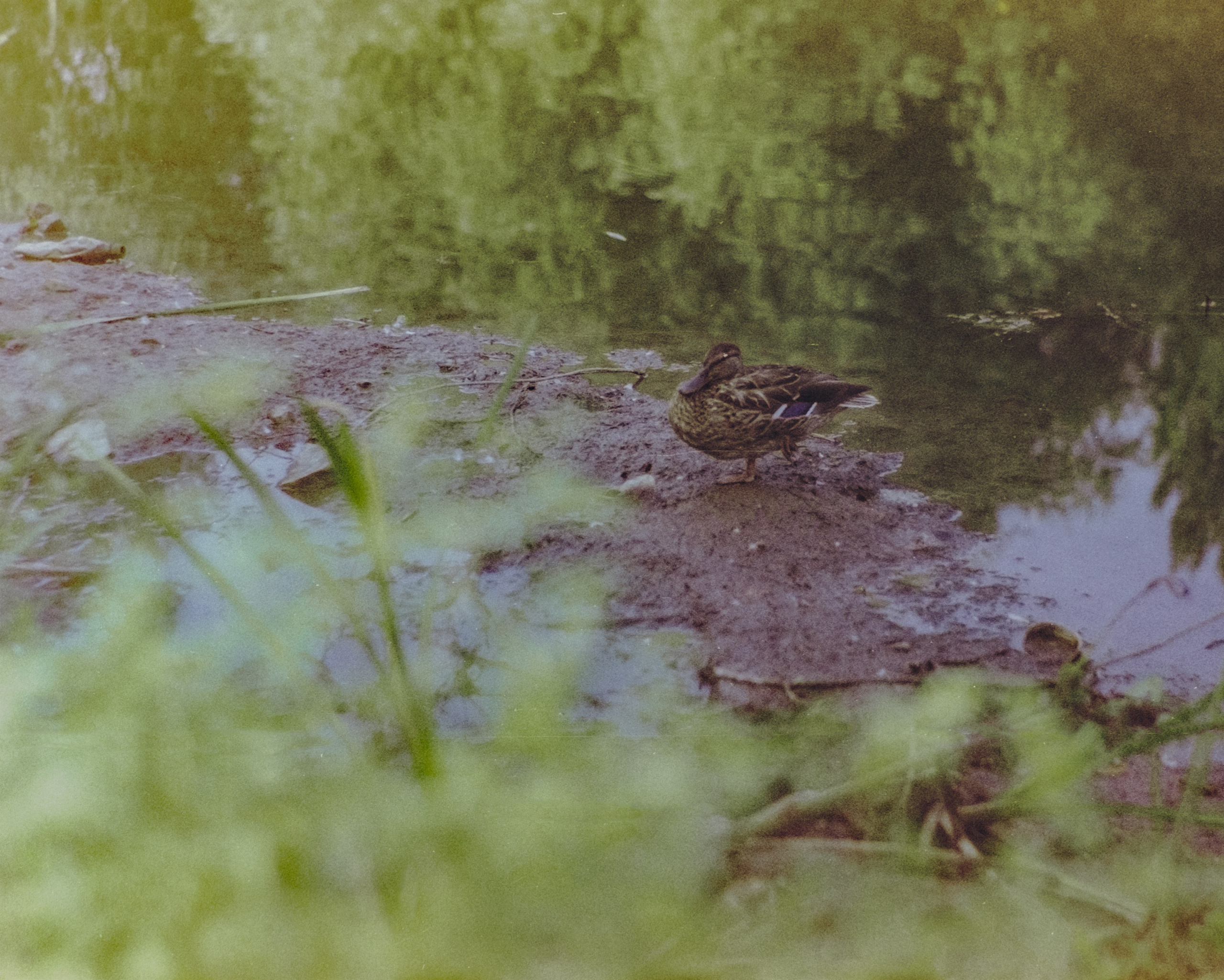 Пленочная история. Дмитрий Пропадалин, Нейрофотография