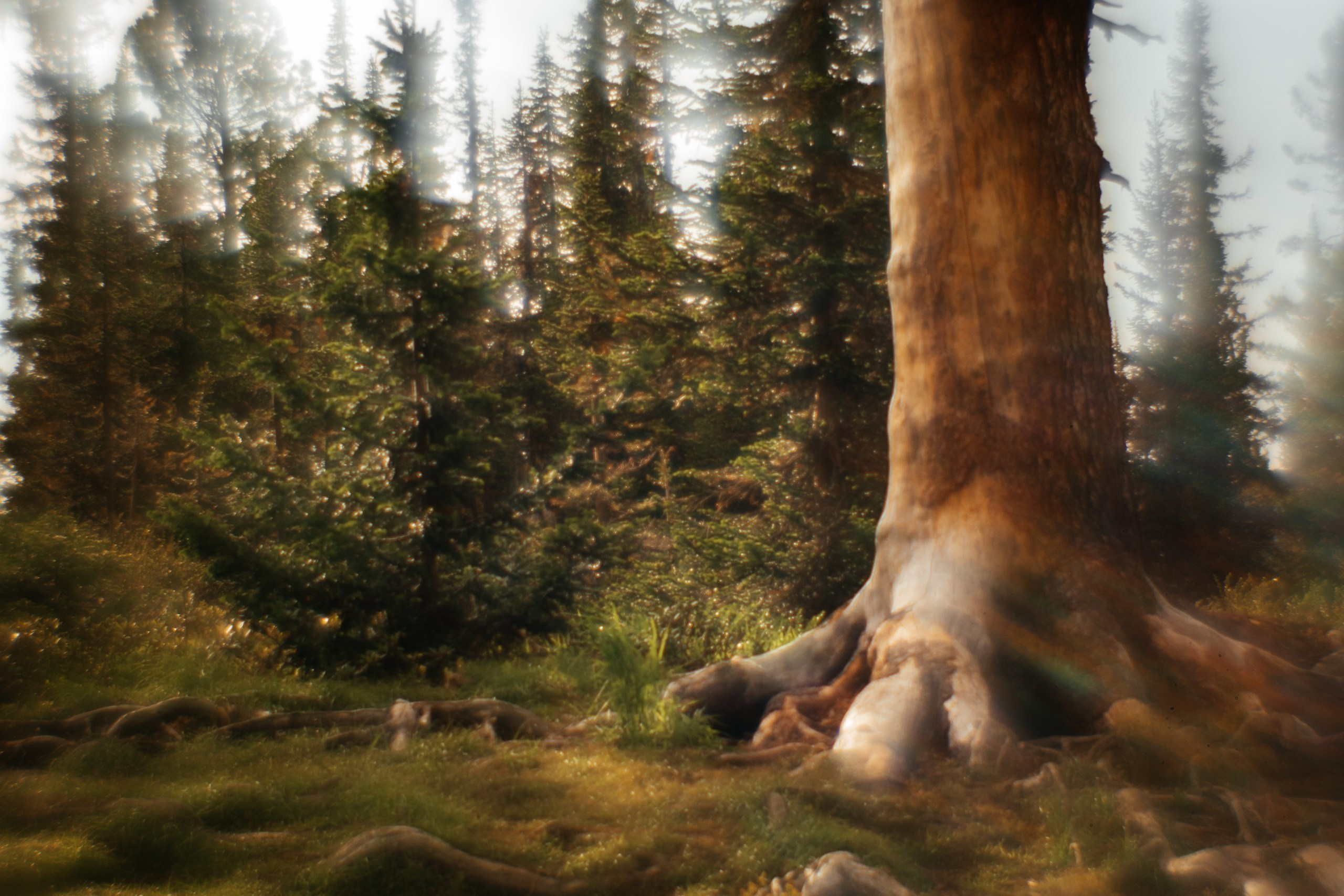 Ловец снов. Фотограф в Красноярске Оксана Корчагина