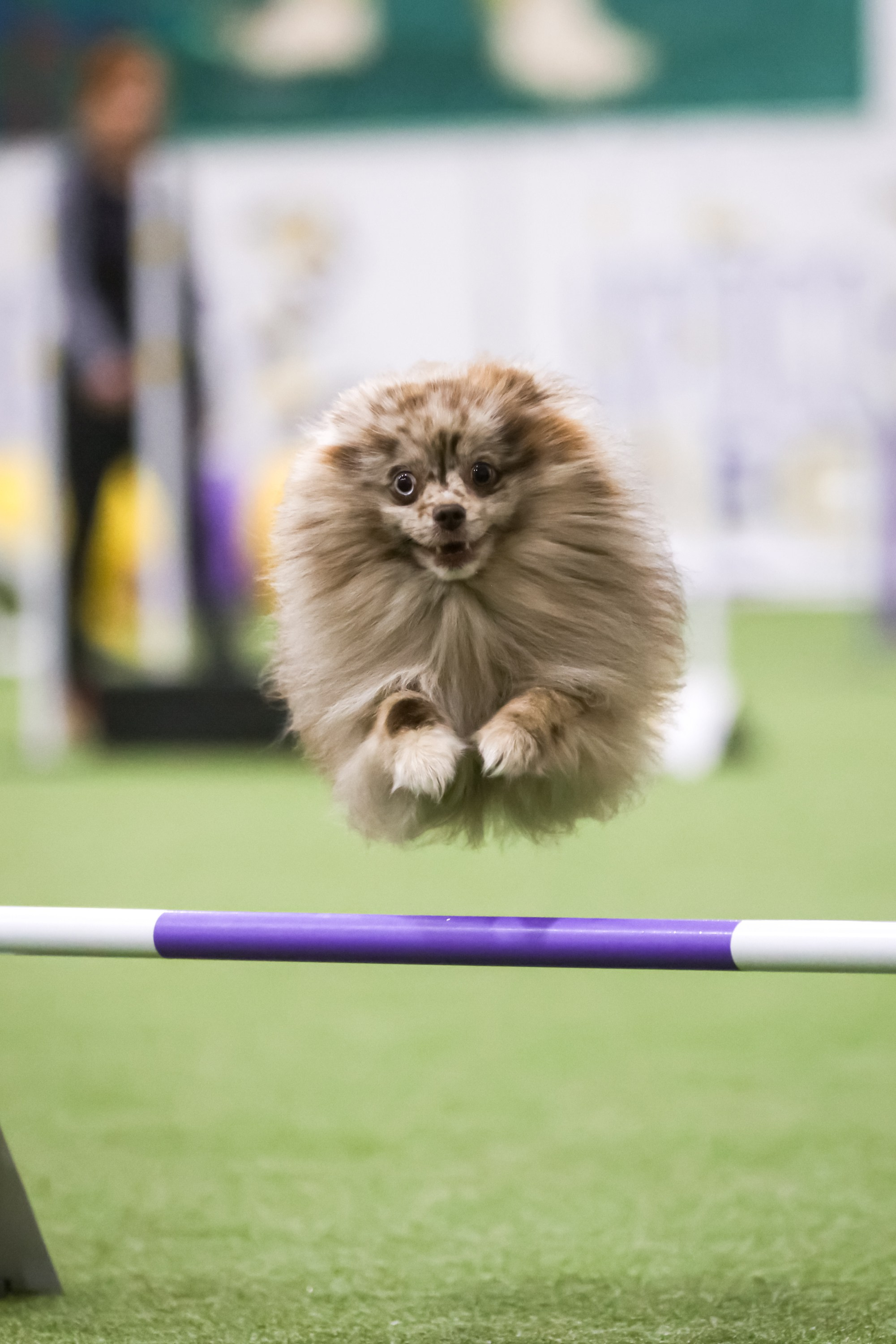 Репортажная съёмка спортивных мероприятий. ESHE_PHOTO Фотограф анималист в Москве и Московской области