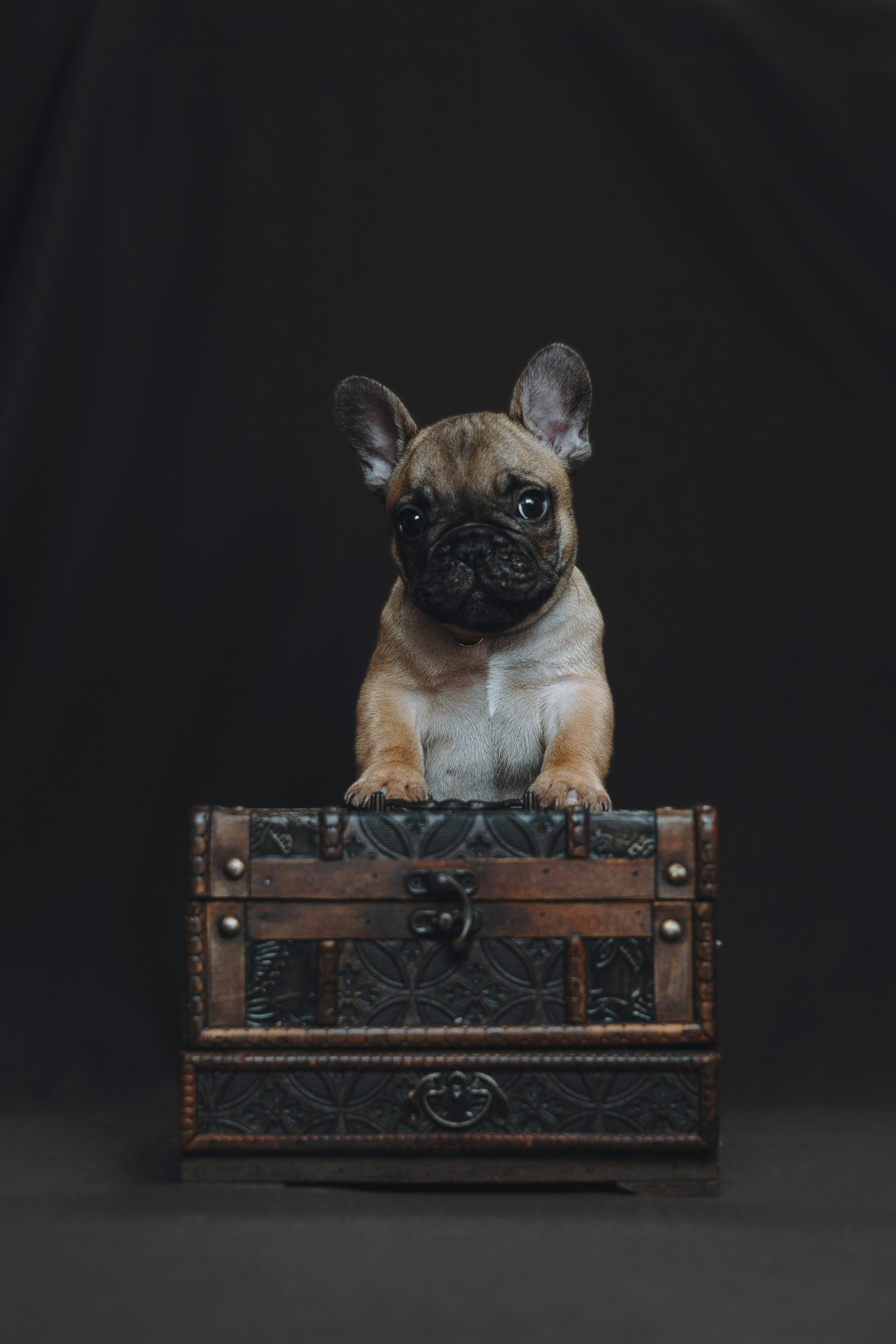 Щеночки. Фотограф — анималист Владивосток, Алина