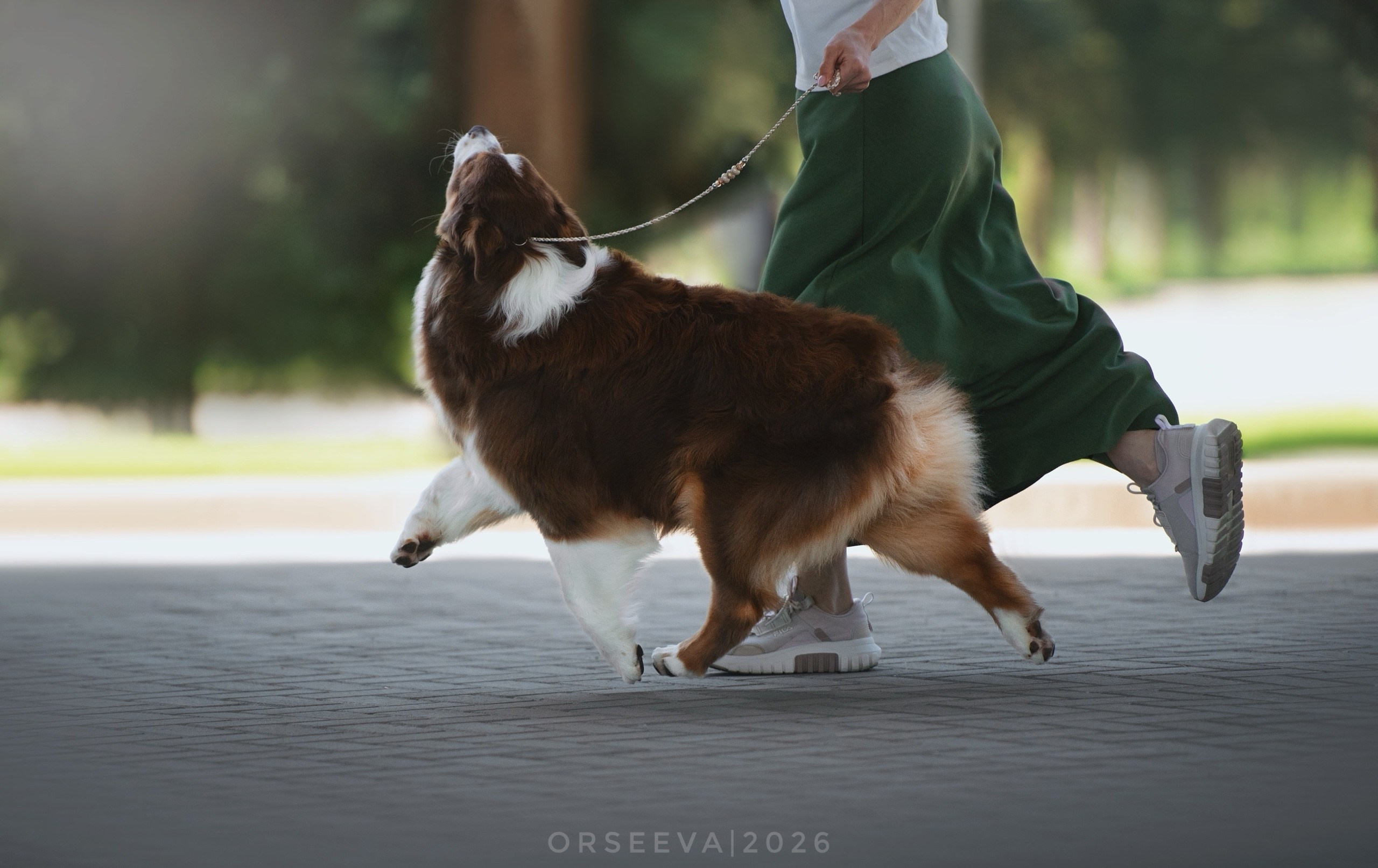 Аусси Цаца и ее семья. Фотограф-анималист Мария Орсеева, Краснодар