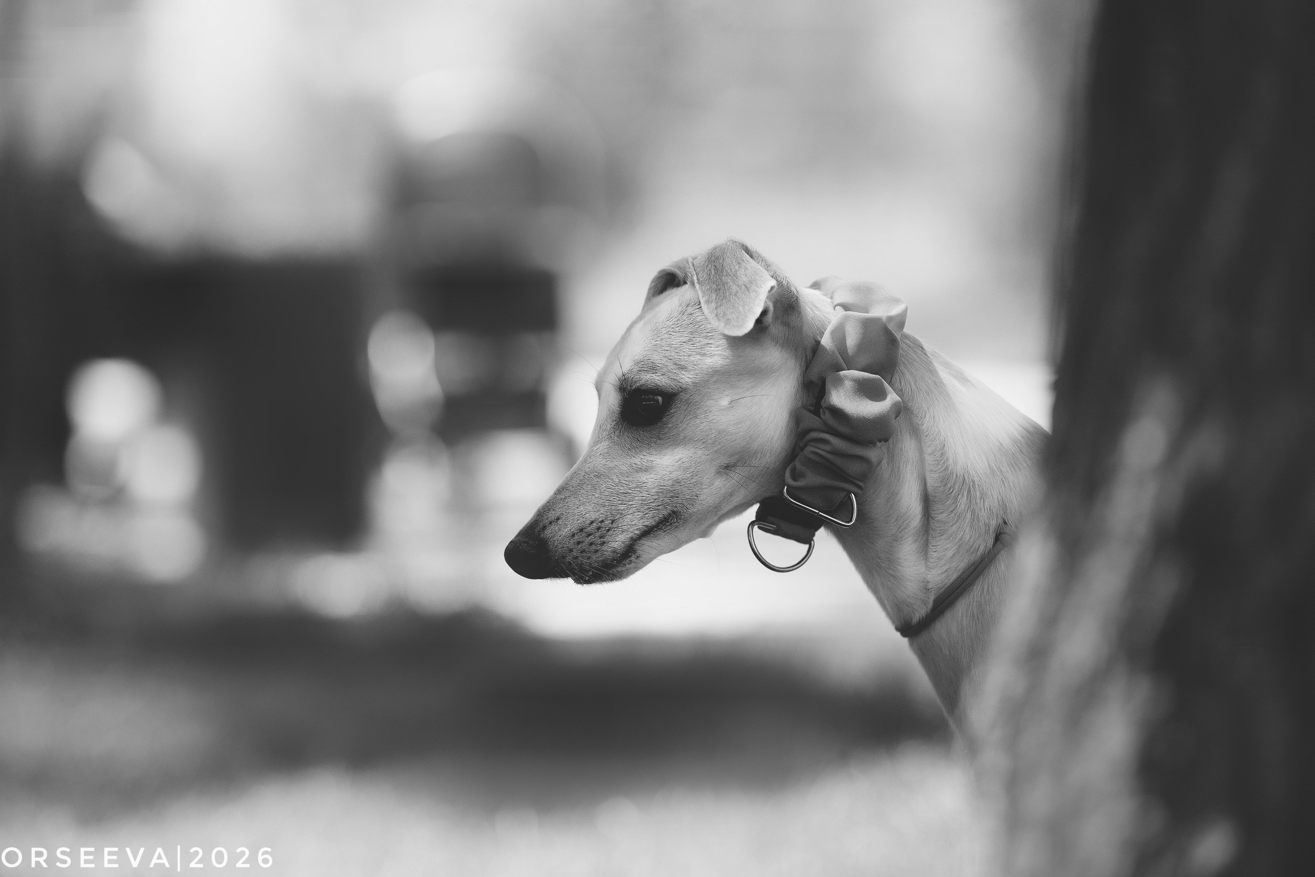 Лиза и Локи | Даша и Генри. Фотограф-анималист Мария Орсеева, Краснодар