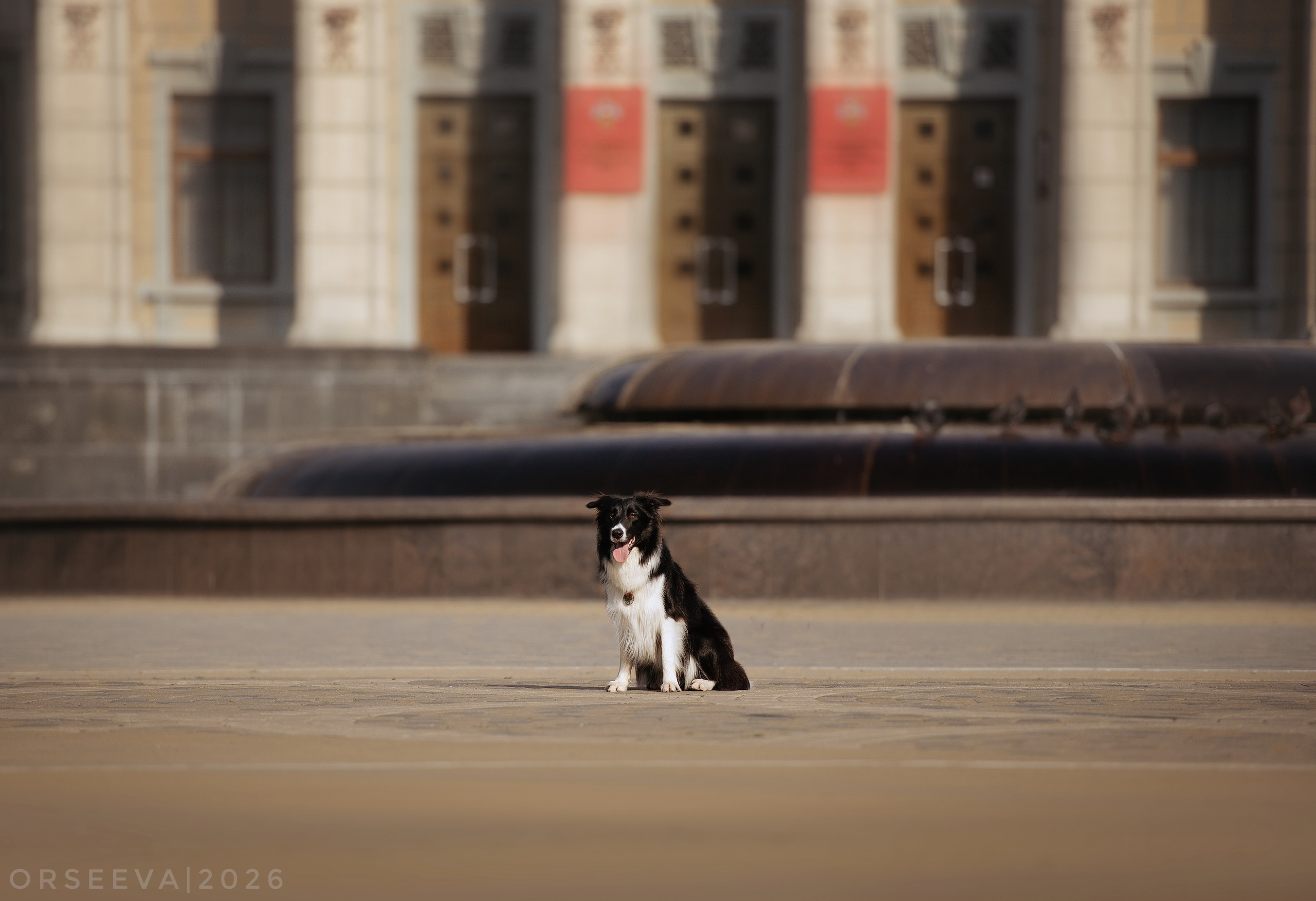 Катя и Йолль. Фотограф-анималист Мария Орсеева, Краснодар
