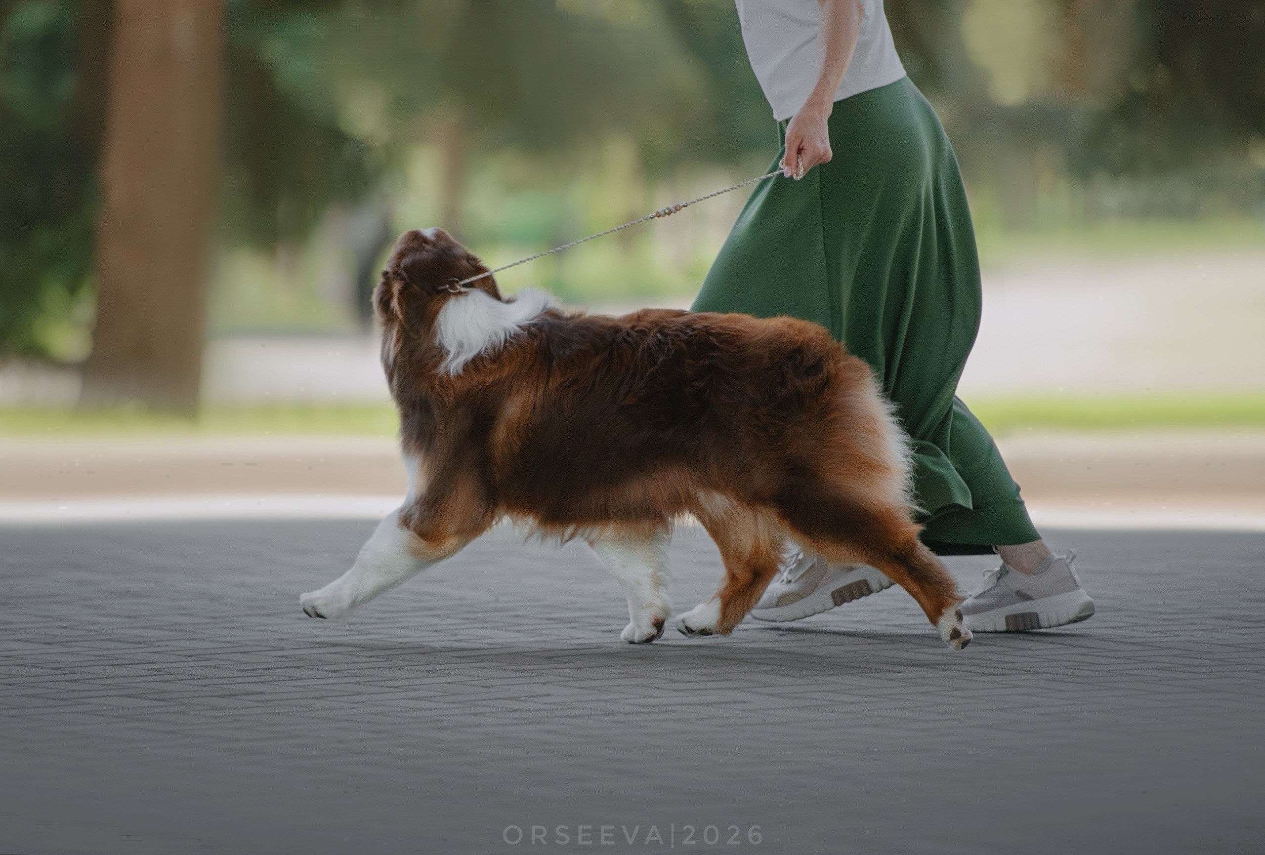 Аусси Цаца и ее семья. Фотограф-анималист Мария Орсеева, Краснодар