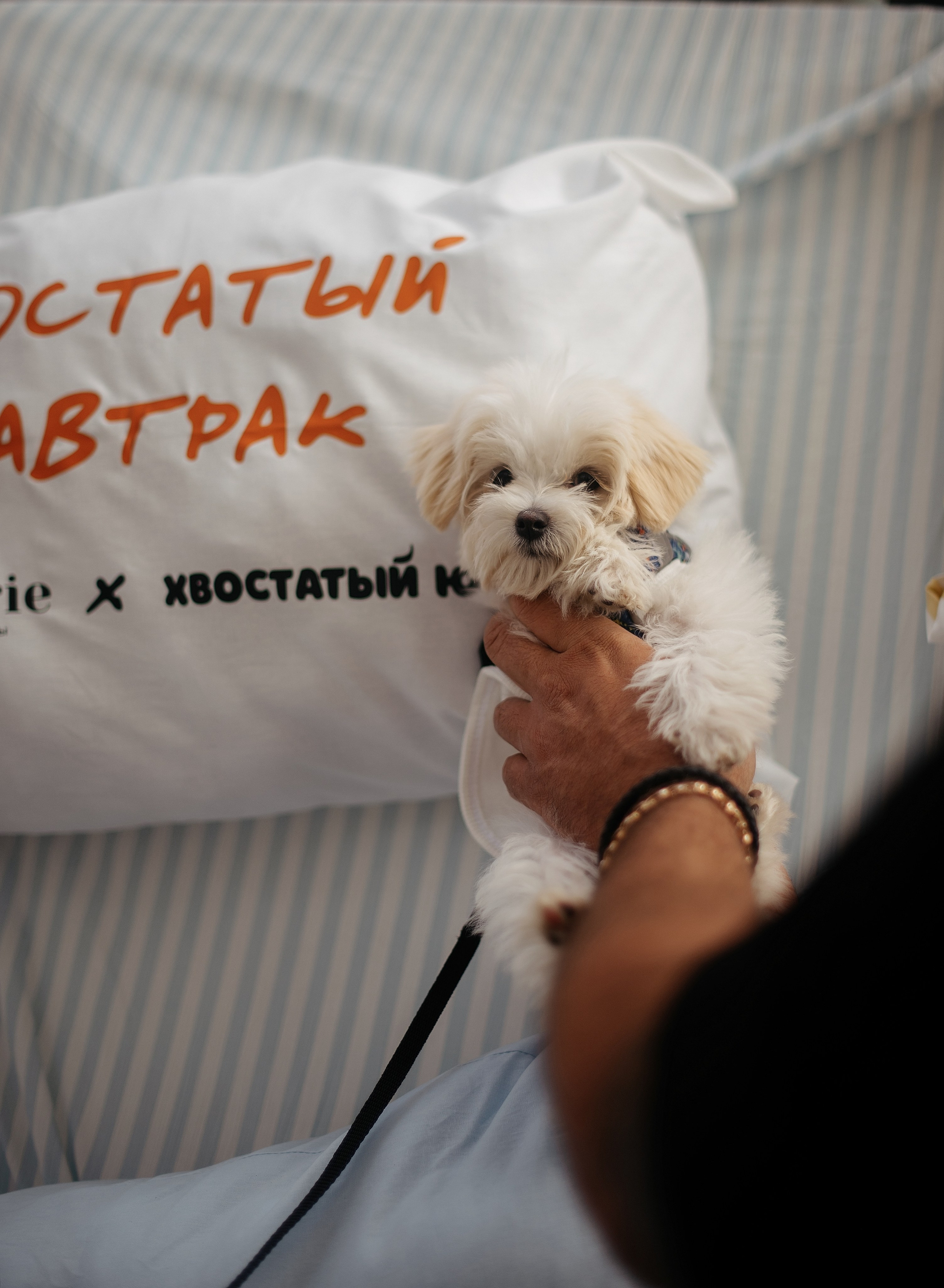 Пижамный завтрак pástrorie x Хвостатый Юг. Фотограф-анималист Мария Орсеева, Краснодар