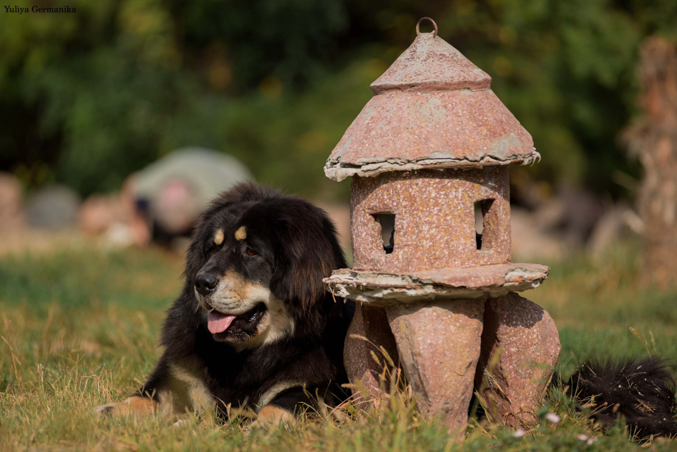 Ташкент 6-8.10.2023 + Алматы 14-15.10.2023. Фотограф-анималист Юлия Германика