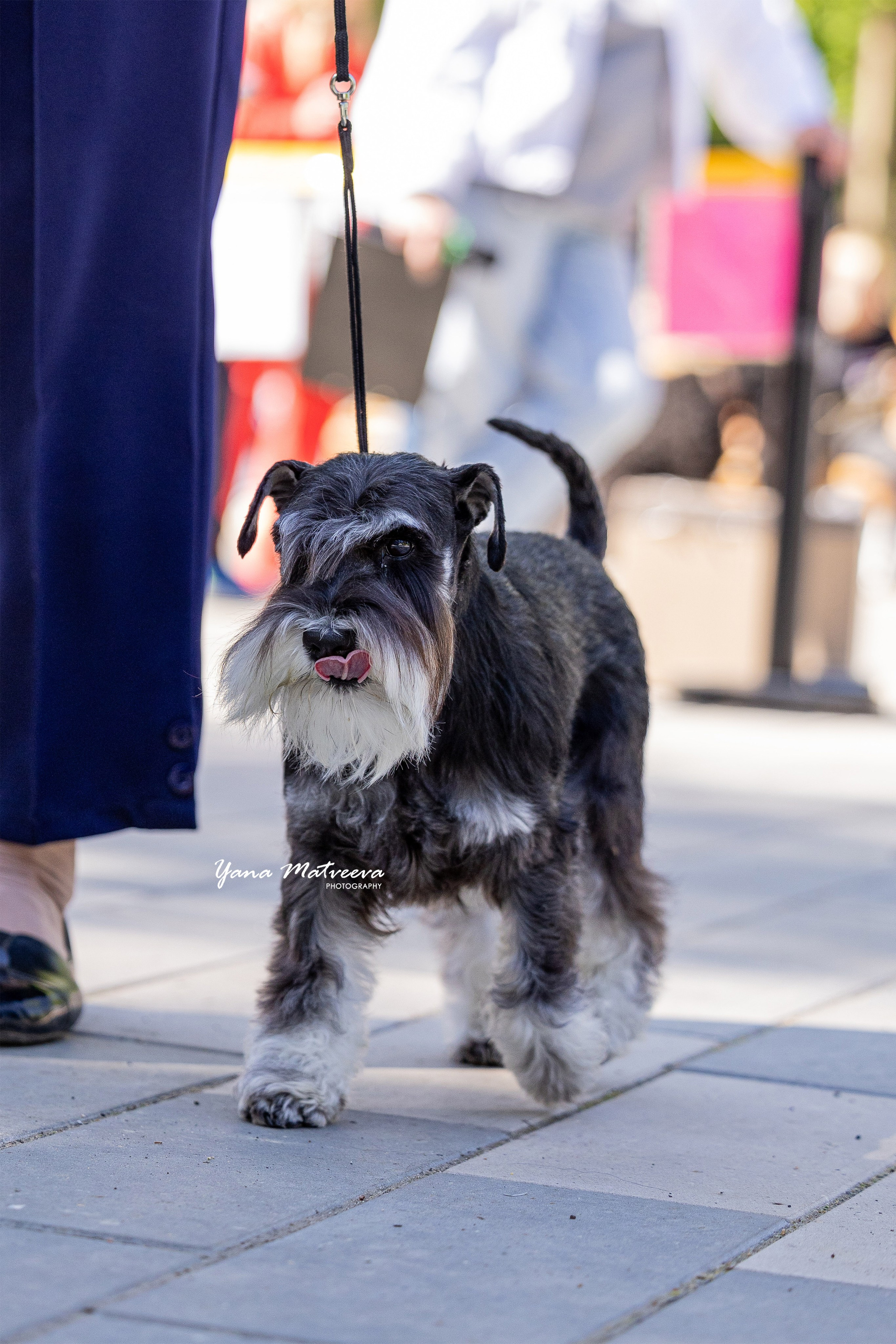Собаки. Фотограф Яна Матвеева в Ижевске