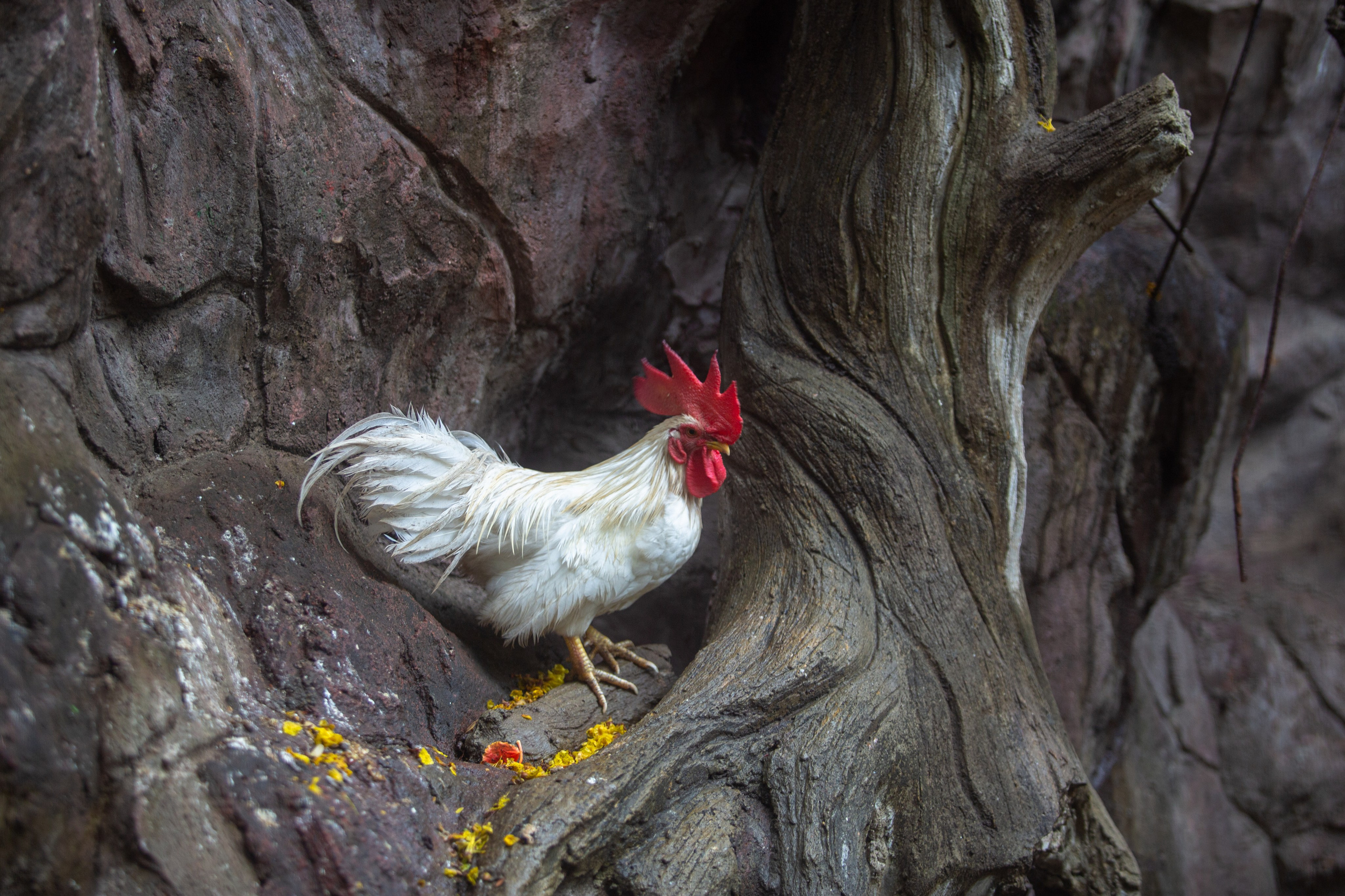 Samut Prakan Crocodile Farm & Zoo. Photographer Sonkina Tatiana (Tanya Ash)