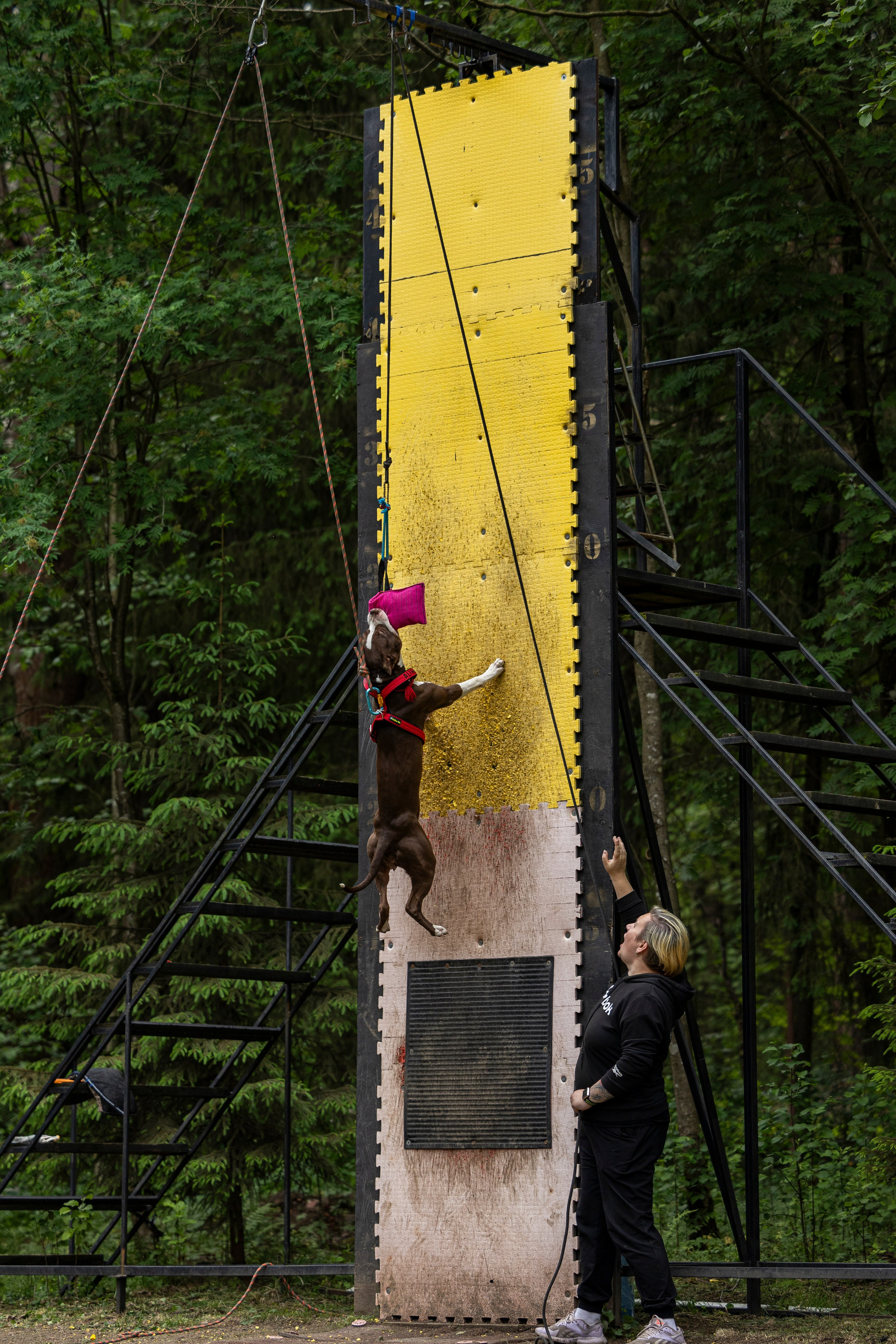 Пит-стафф многоборье. Фотограф-анималист Анна Маринич