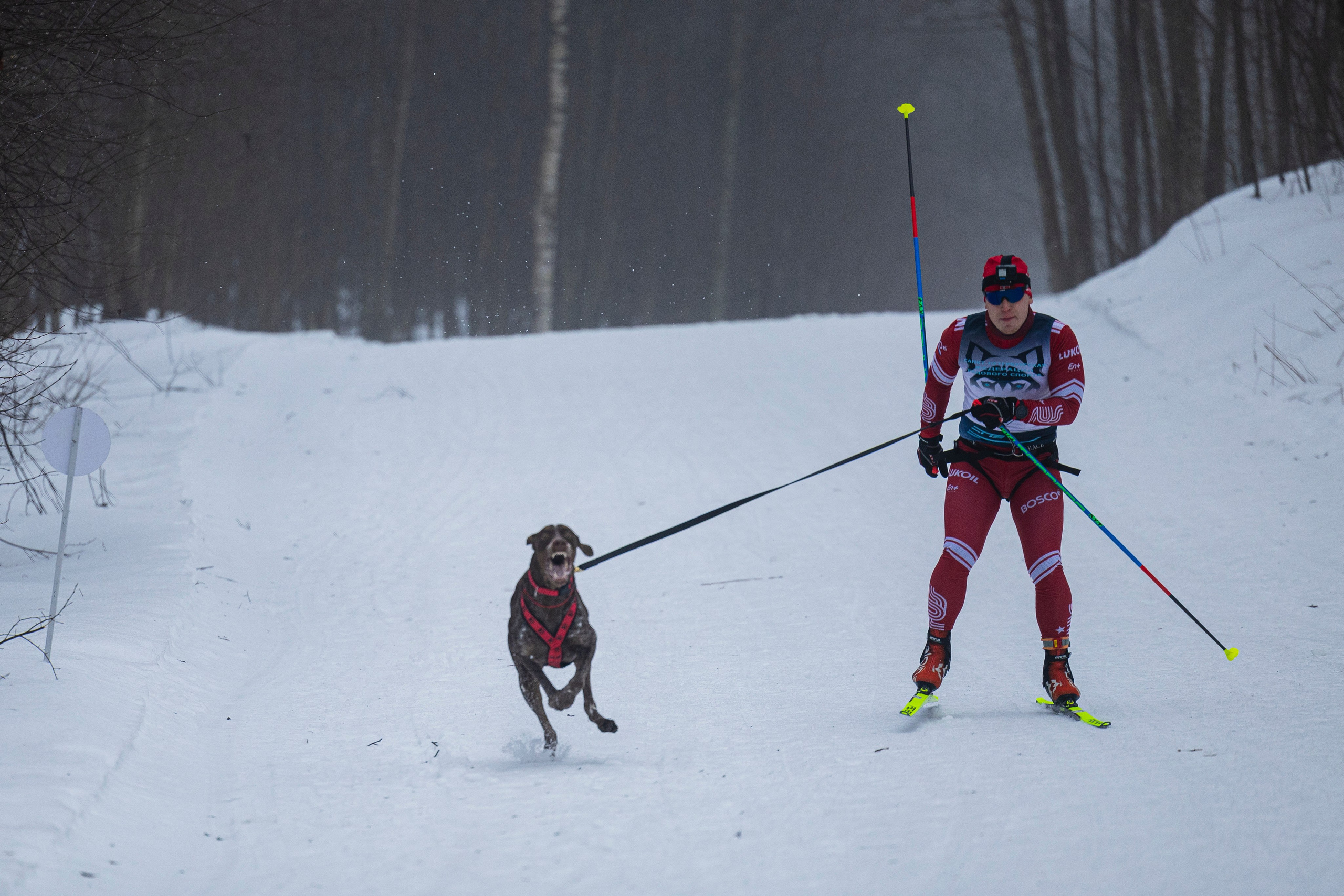 Зимний Чемпионат Санкт-Петербурга по ездовому спорту. Фотограф-анималист Анна Маринич