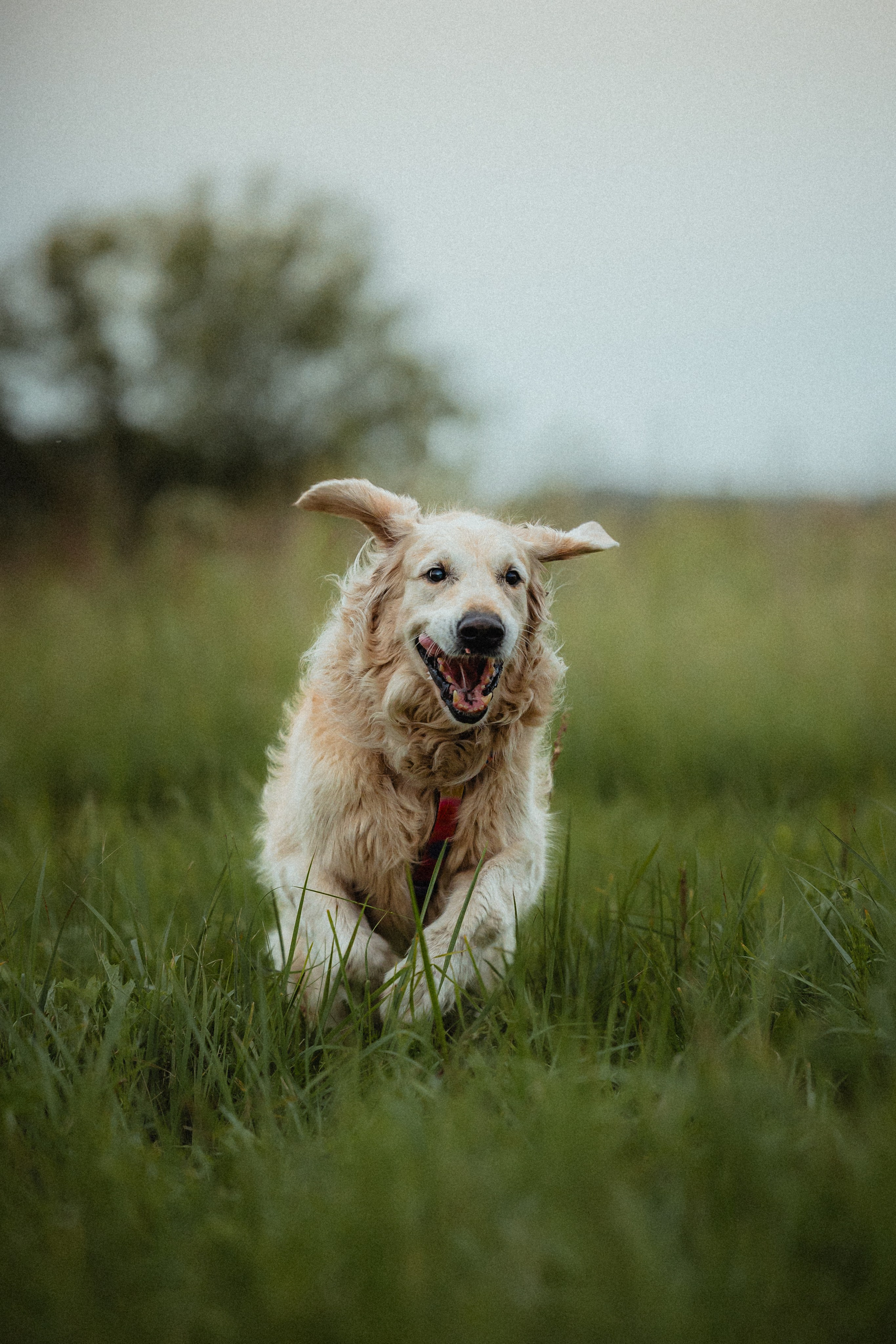 Выездной дог-тренинг от школы «Шерсть имею»