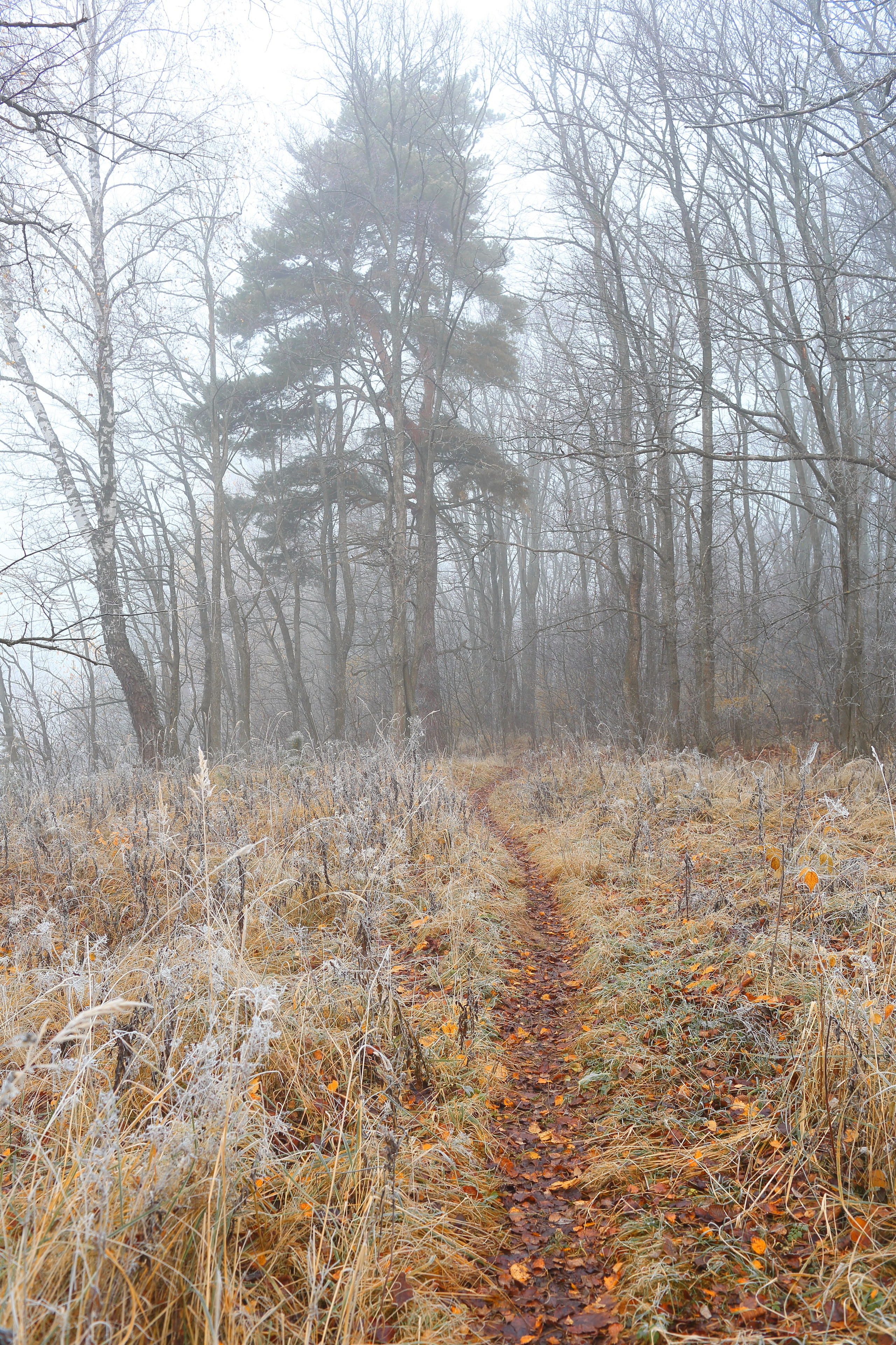 Туманный октябрь. Свадебный и репортажный фотограф в Ярославле и Санкт-Петербурге Роман Микрюков