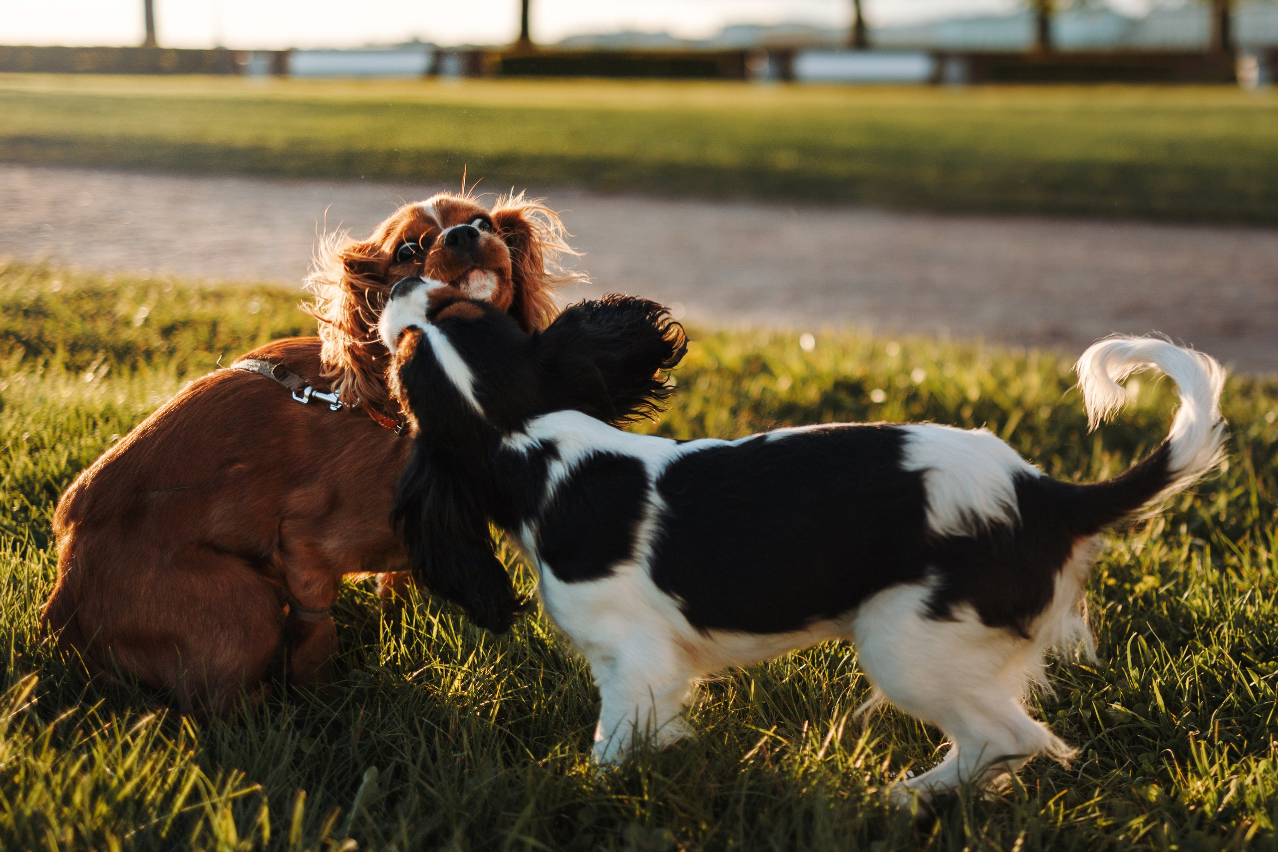 Аня, Стеша и Степан. Фотограф — Анималист | Санкт-Петербург