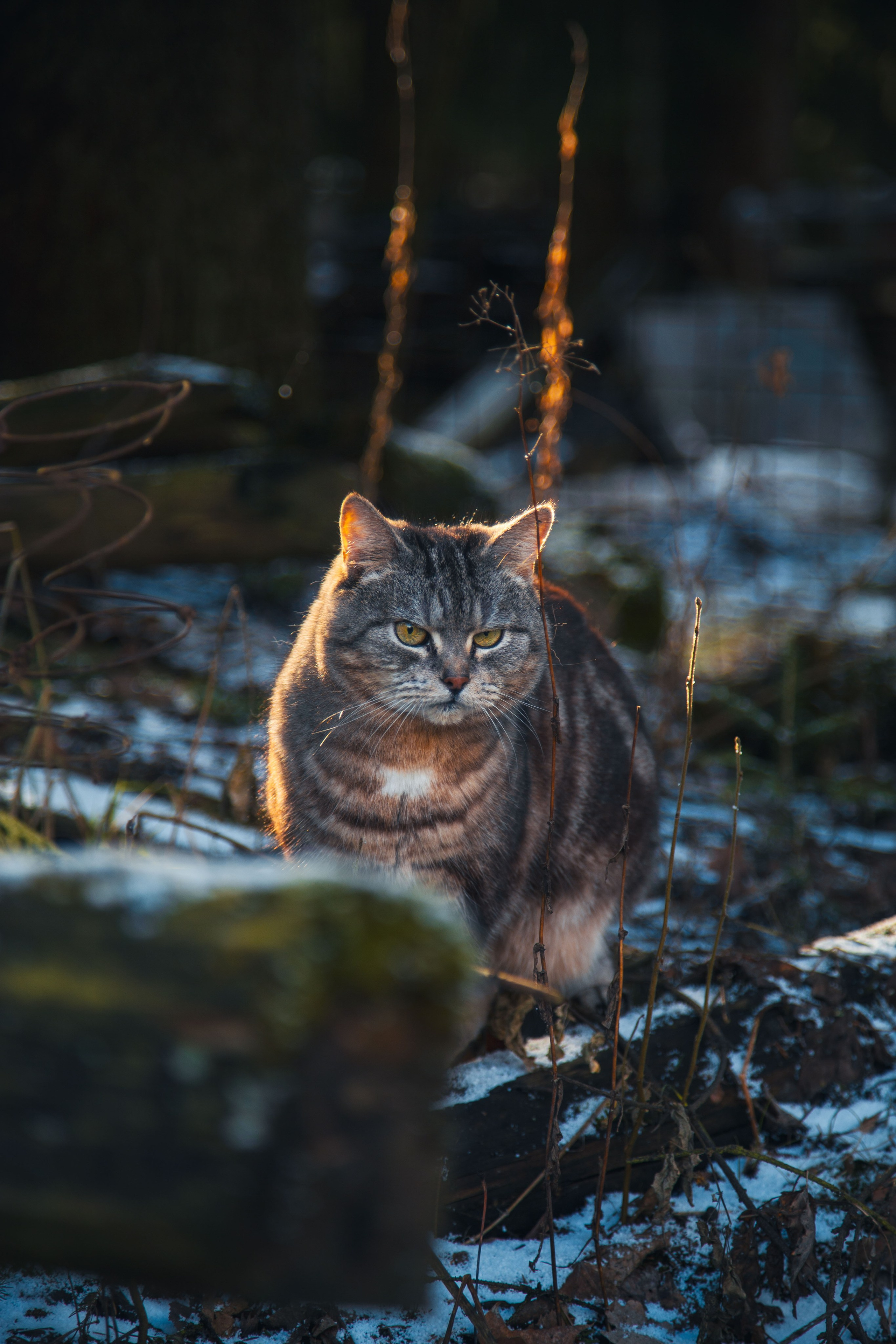 Кошка-охотница. Dmitriy [KCCC] is a pretty cool photographer