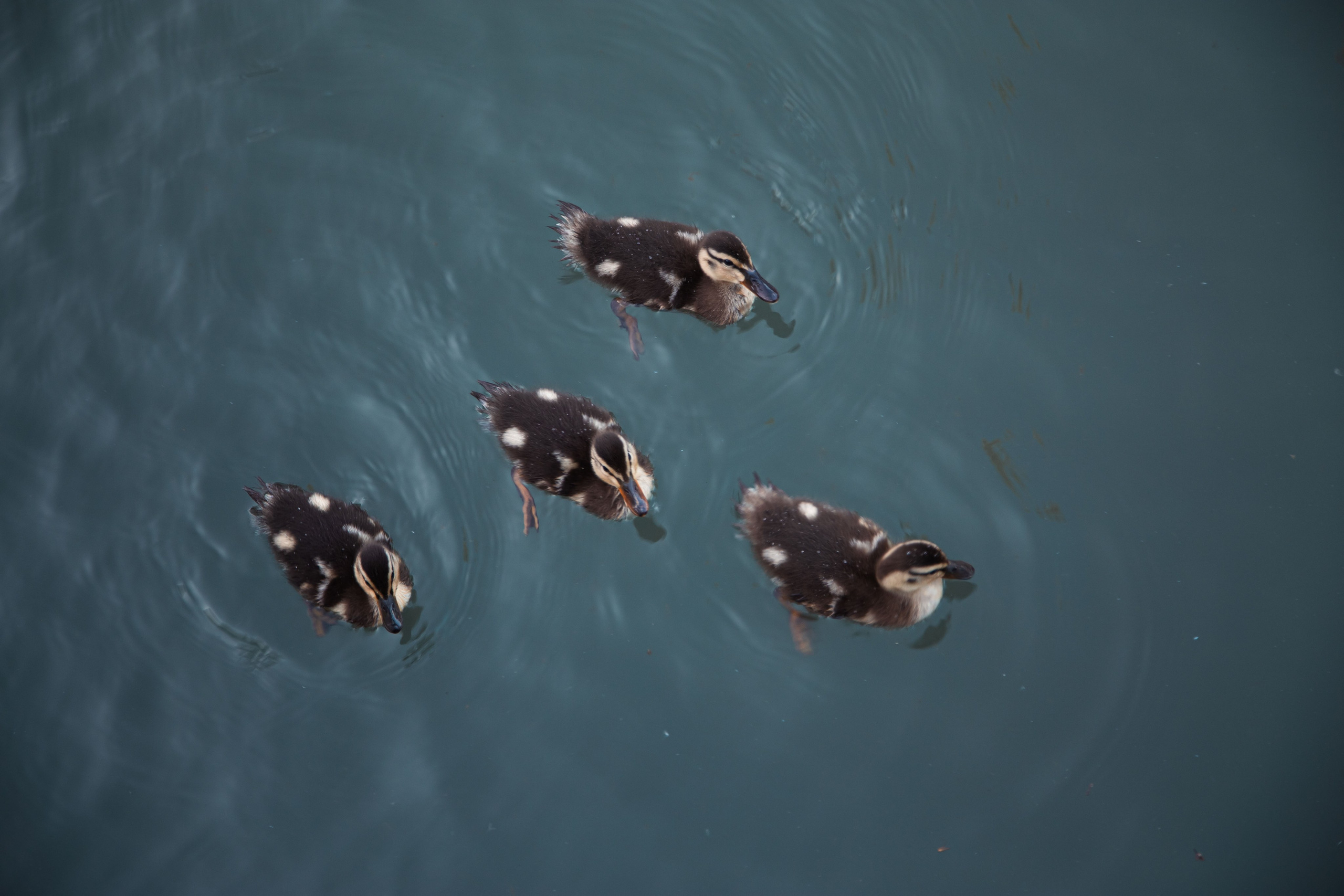 Главрыба. Dmitriy [KCCC] is a pretty cool photographer