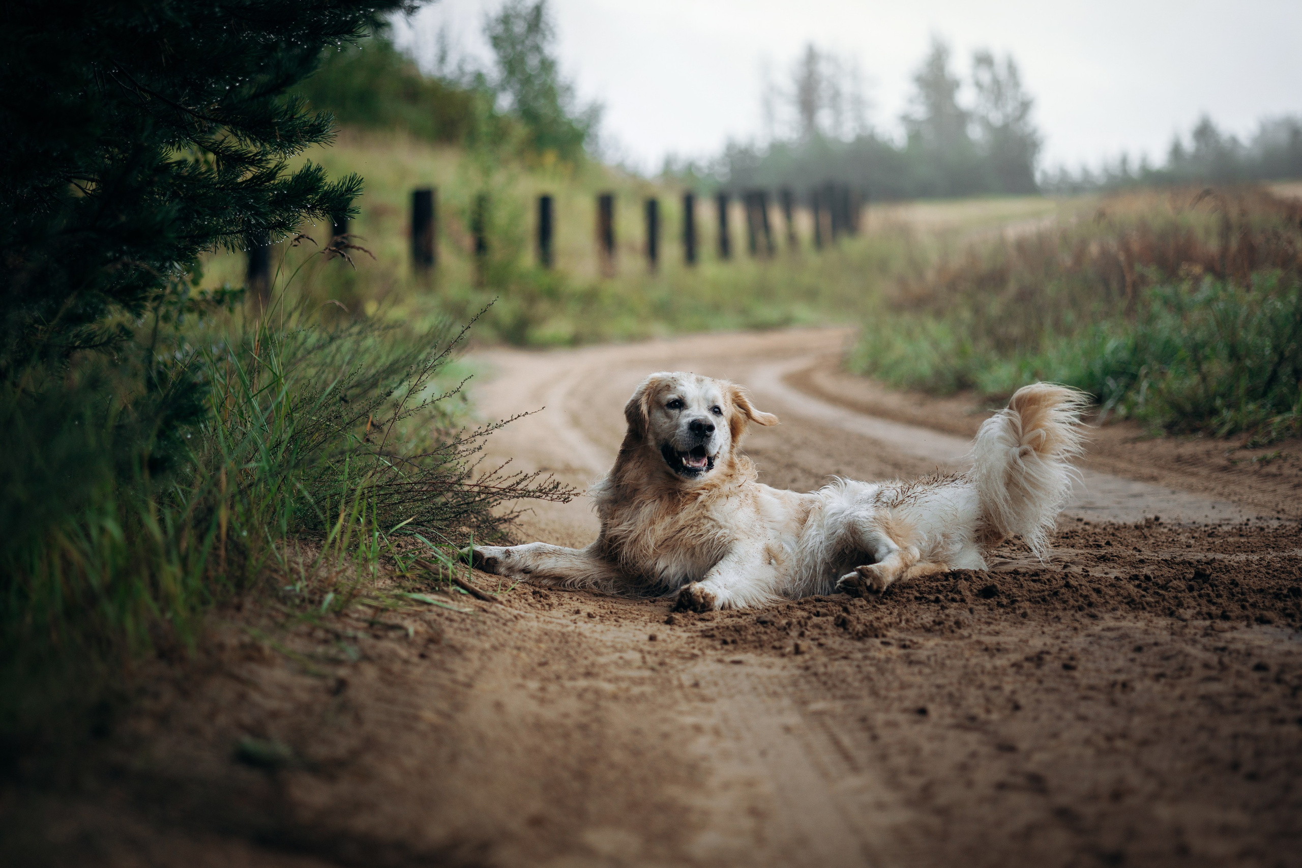 Лёва и его семья. Фотограф — Анималист | Санкт-Петербург