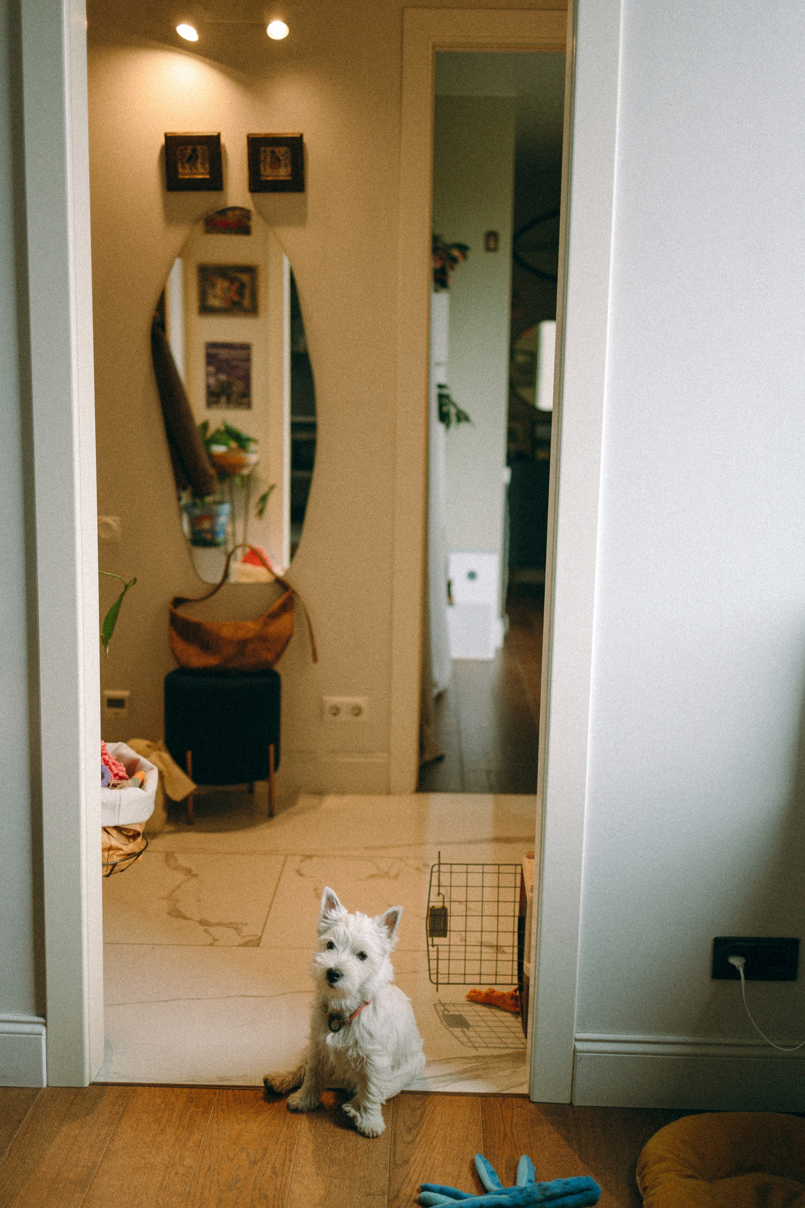 Снежуля, Мари и Саша. Фотограф анималист Анастасия Пикей