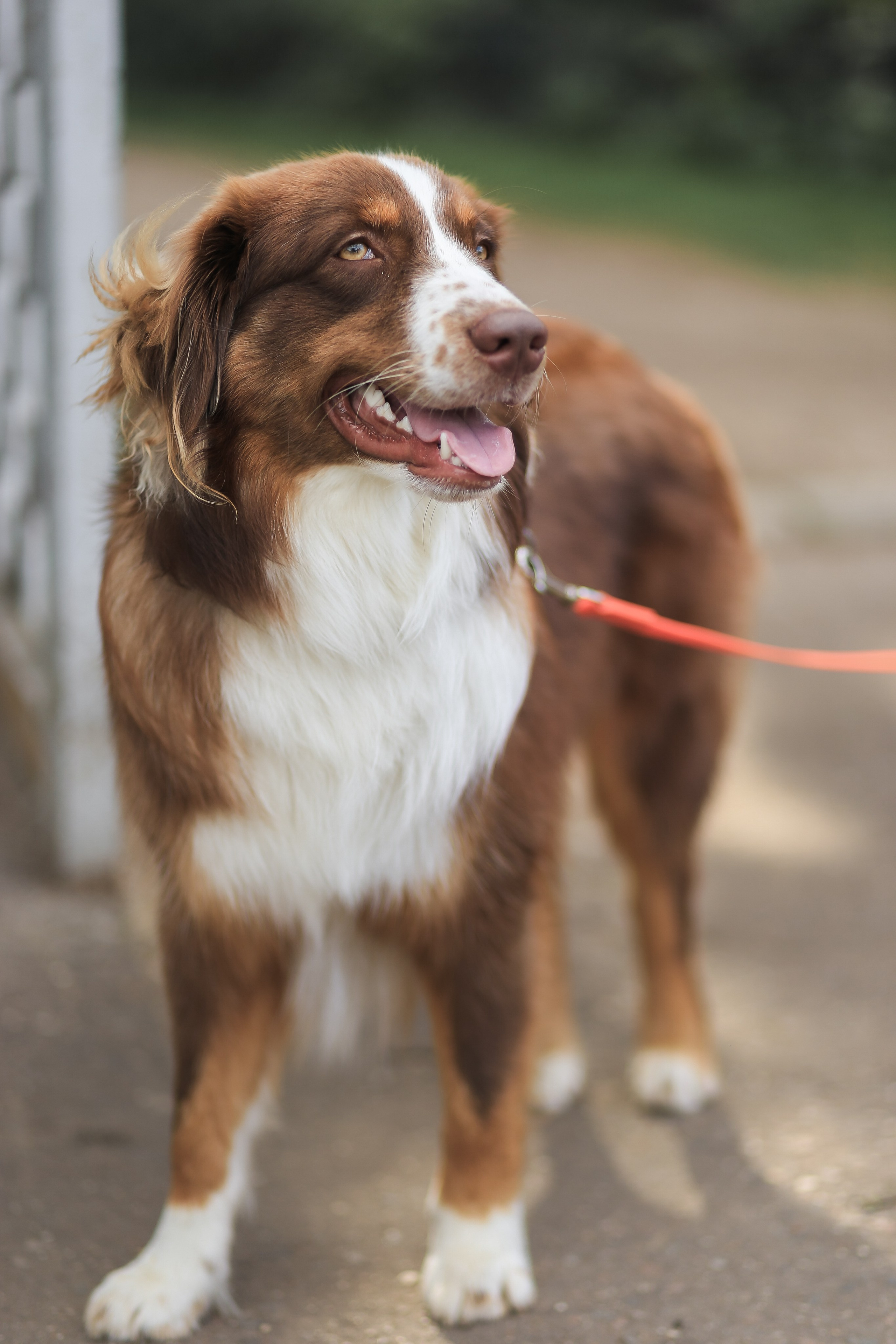 Семейная осенняя прогулка. Антонина Морозова, профессиональный семейный фотограф видеограф