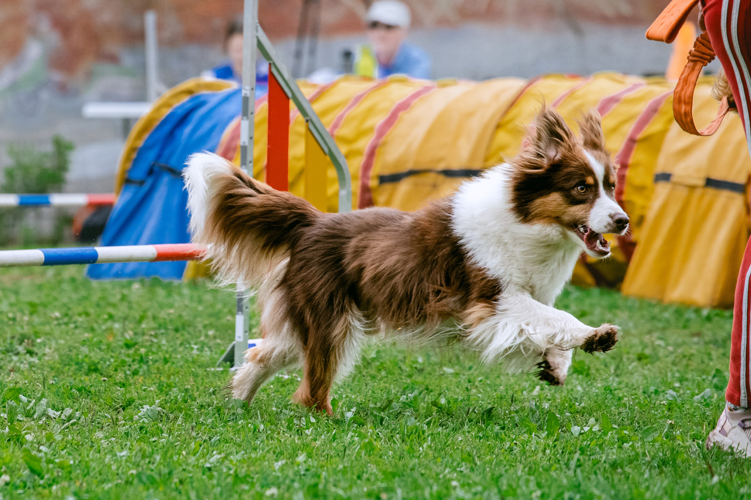 Соревнования по аджилити Долгопрудный 30.06.2025. Фотограф-анималист Татьяна Степанова