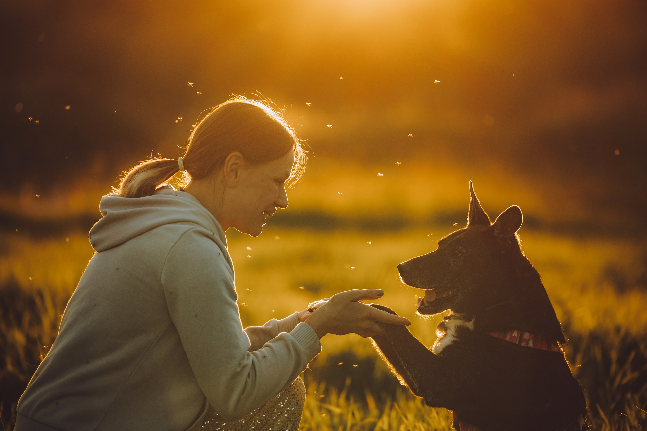 Выездной дог-тренинг от школы «Шерсть имею», Тованово