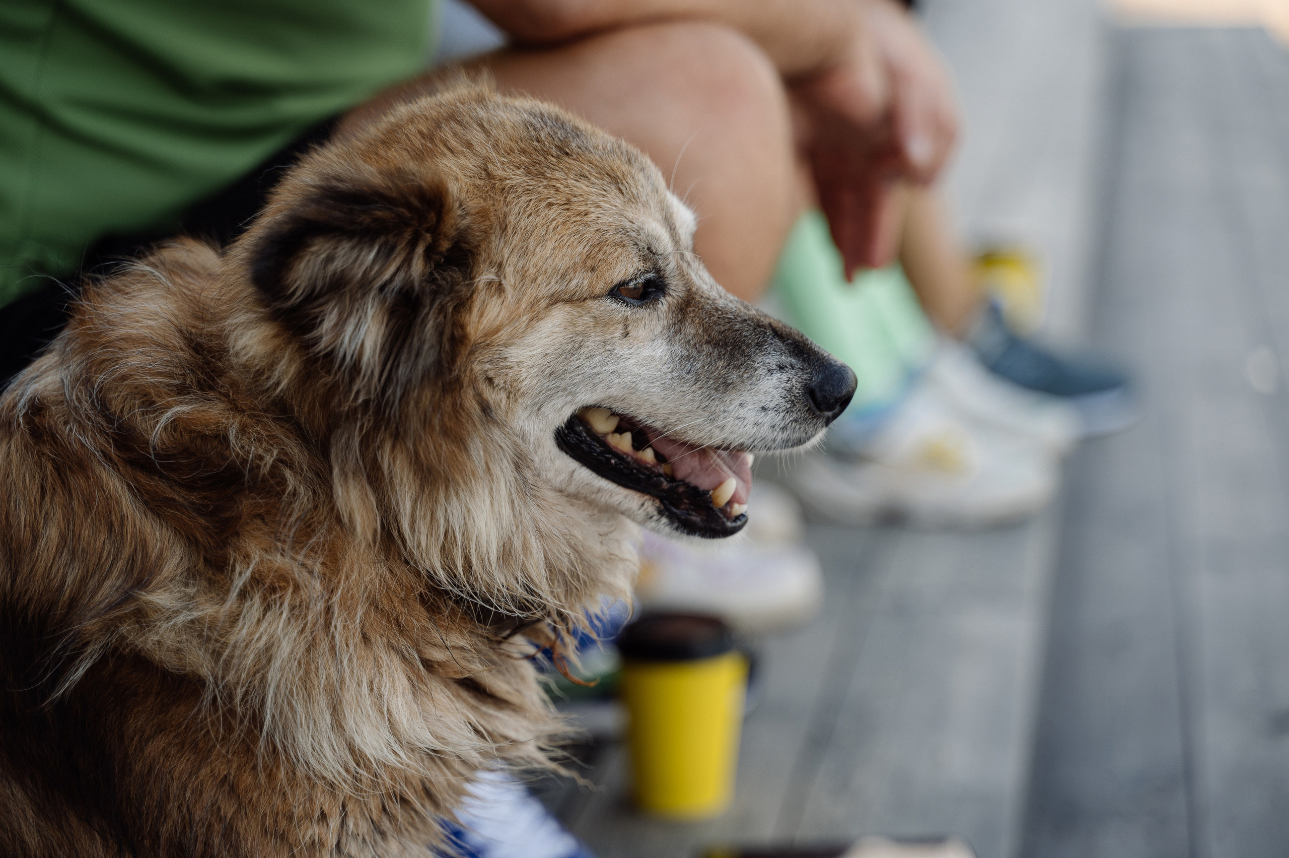 Yandex. Свадебный фотограф Минск