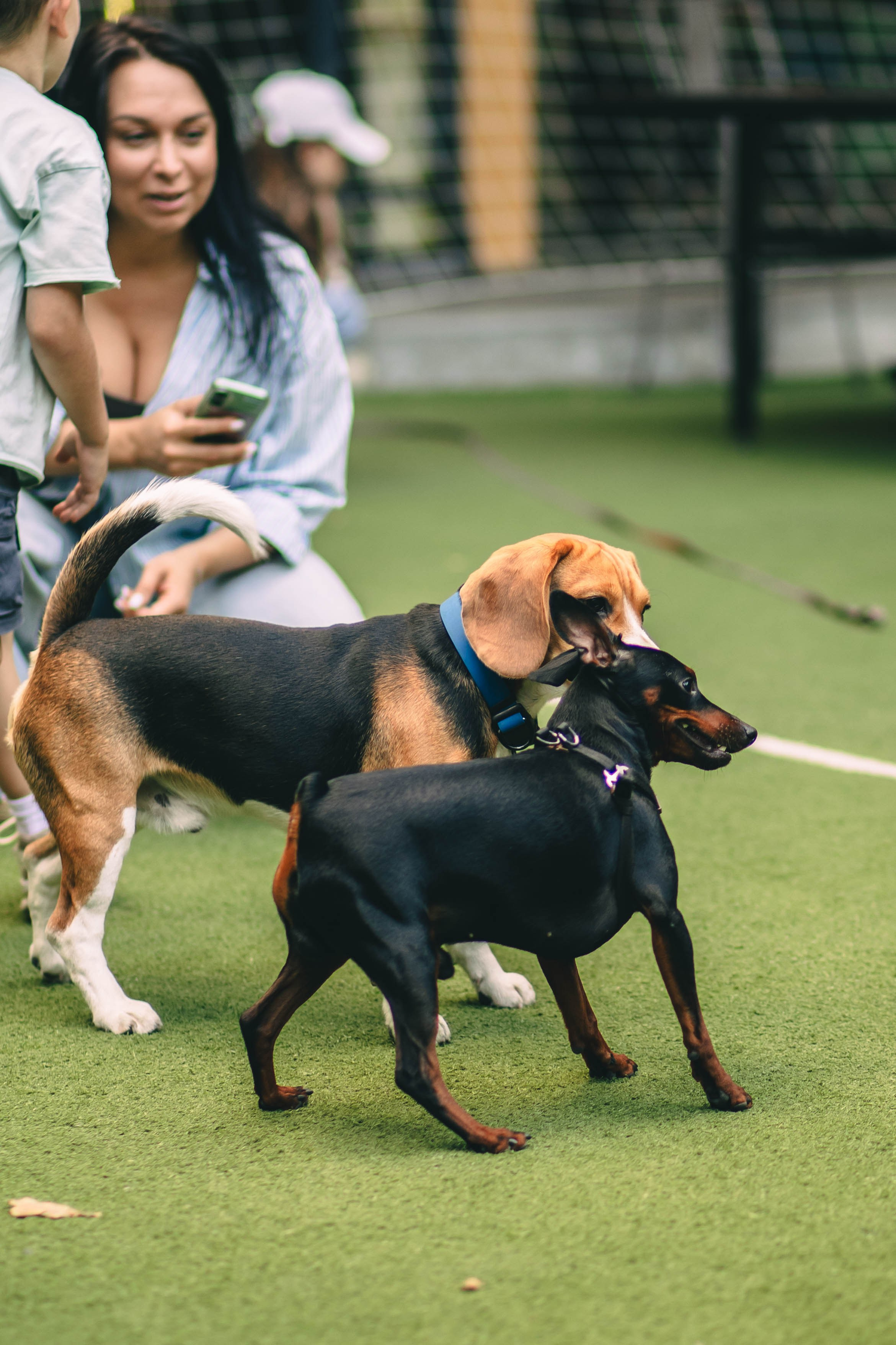 Pet-Party + Live-music |Парк Культуры. Фотограф в Ставрополе Алина Клочкова