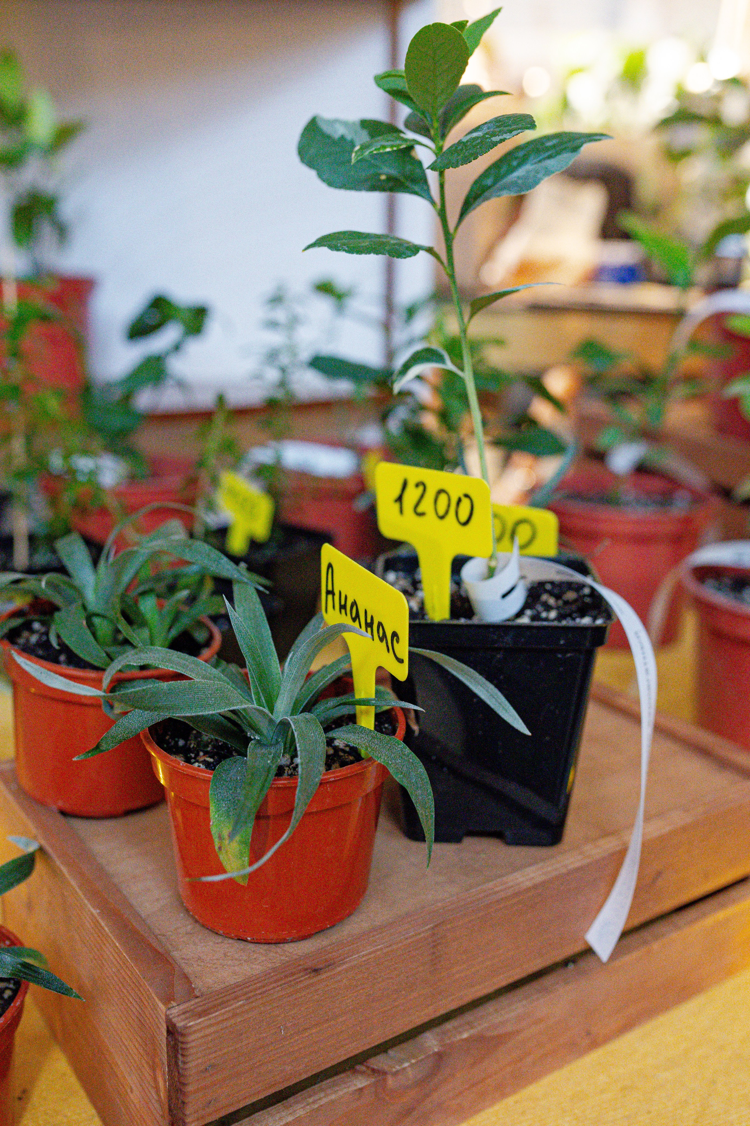 Growbox 1–2 марта. Александра Куликова фотограф, Москва