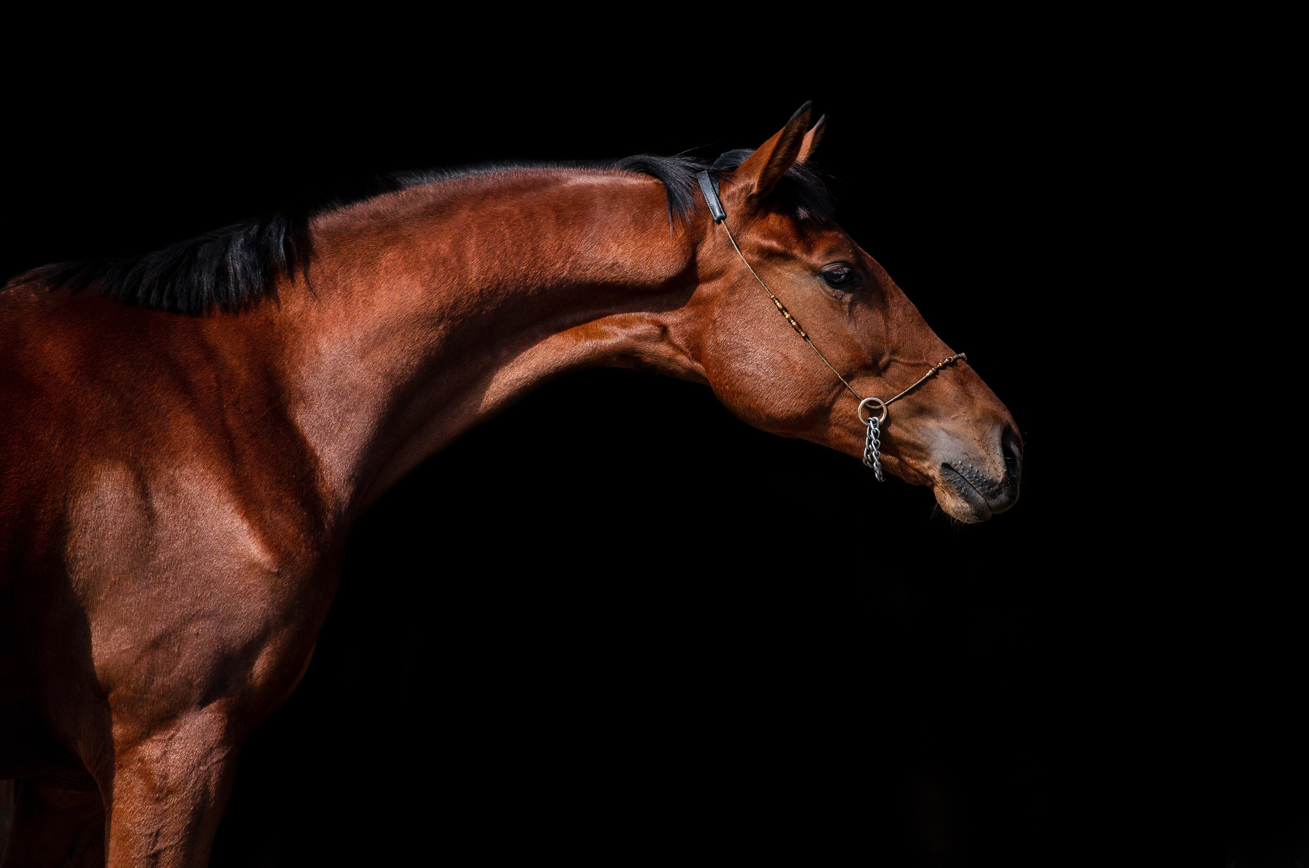 На черном фоне. Фотограф-анималист Ксендзова Кристина