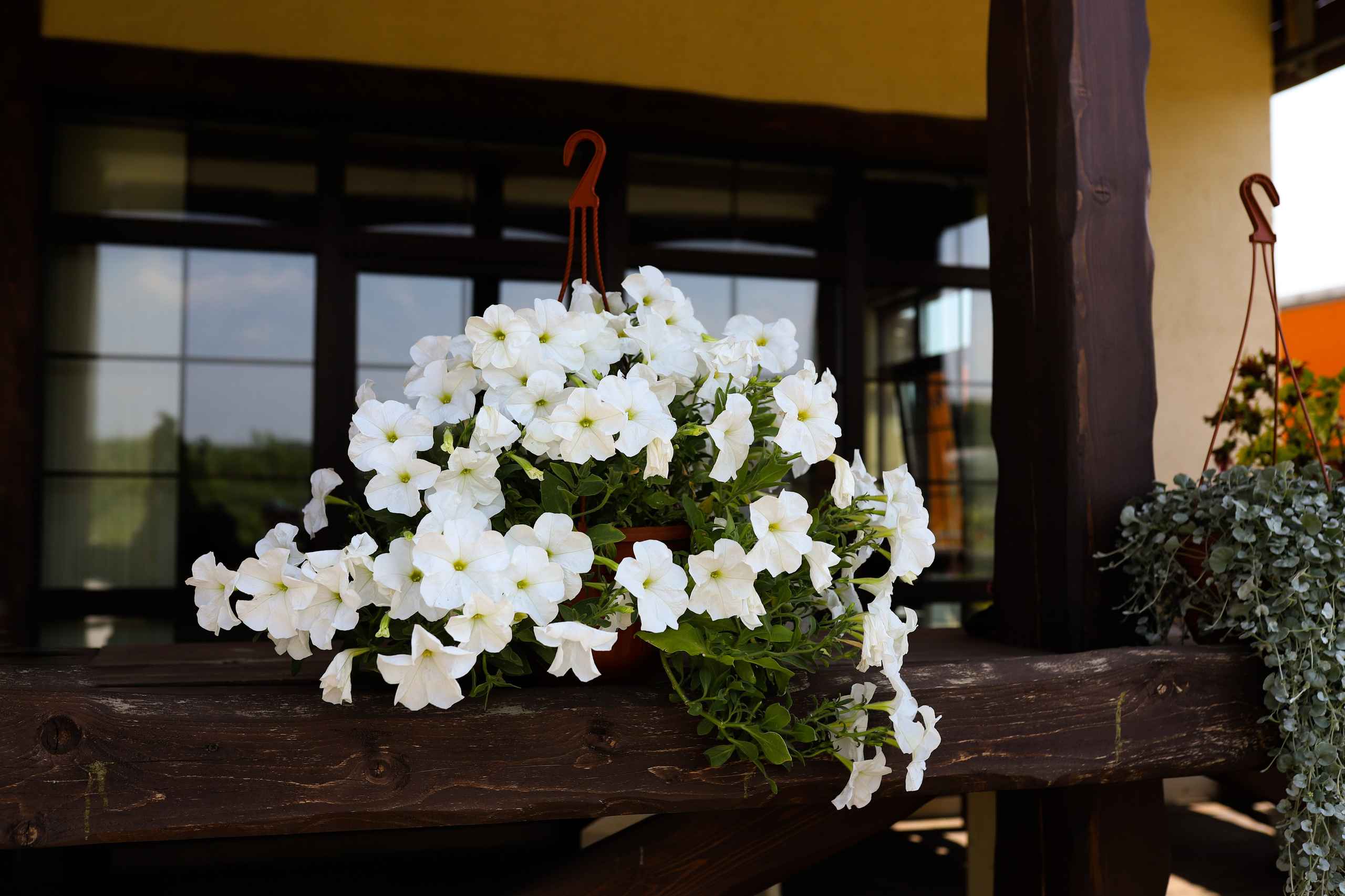 Садовый центр. Фотограф Эмилия Сафиуллина