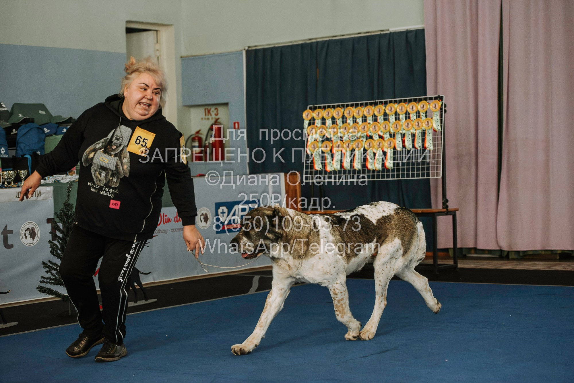 Выставка собак Красноярск 29.10.2023. Фотограф Диана Оленина Красноярск / Братск