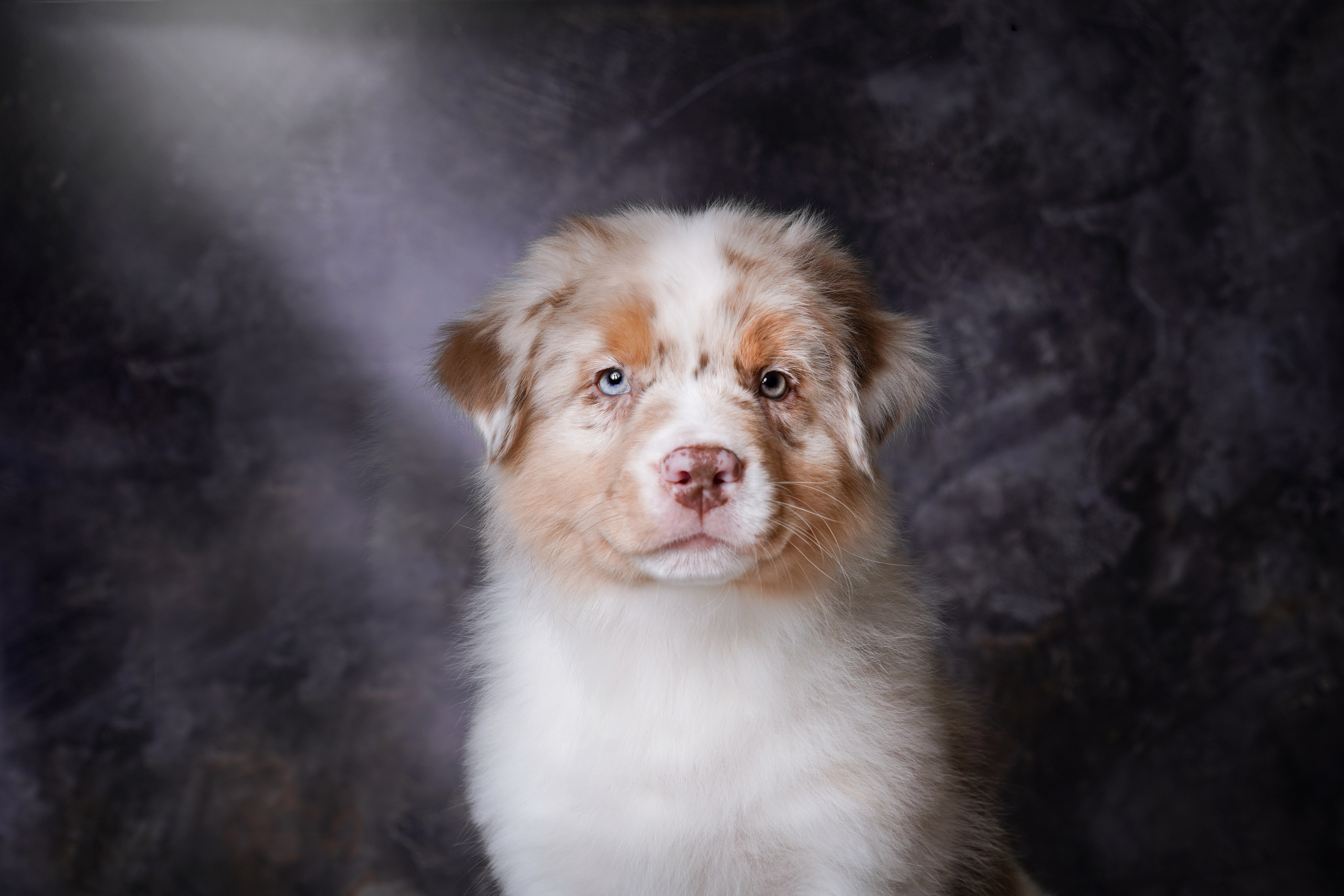 Щенки аусси. Фотограф-анималист в Санкт-Петербурге Яна Мартынова