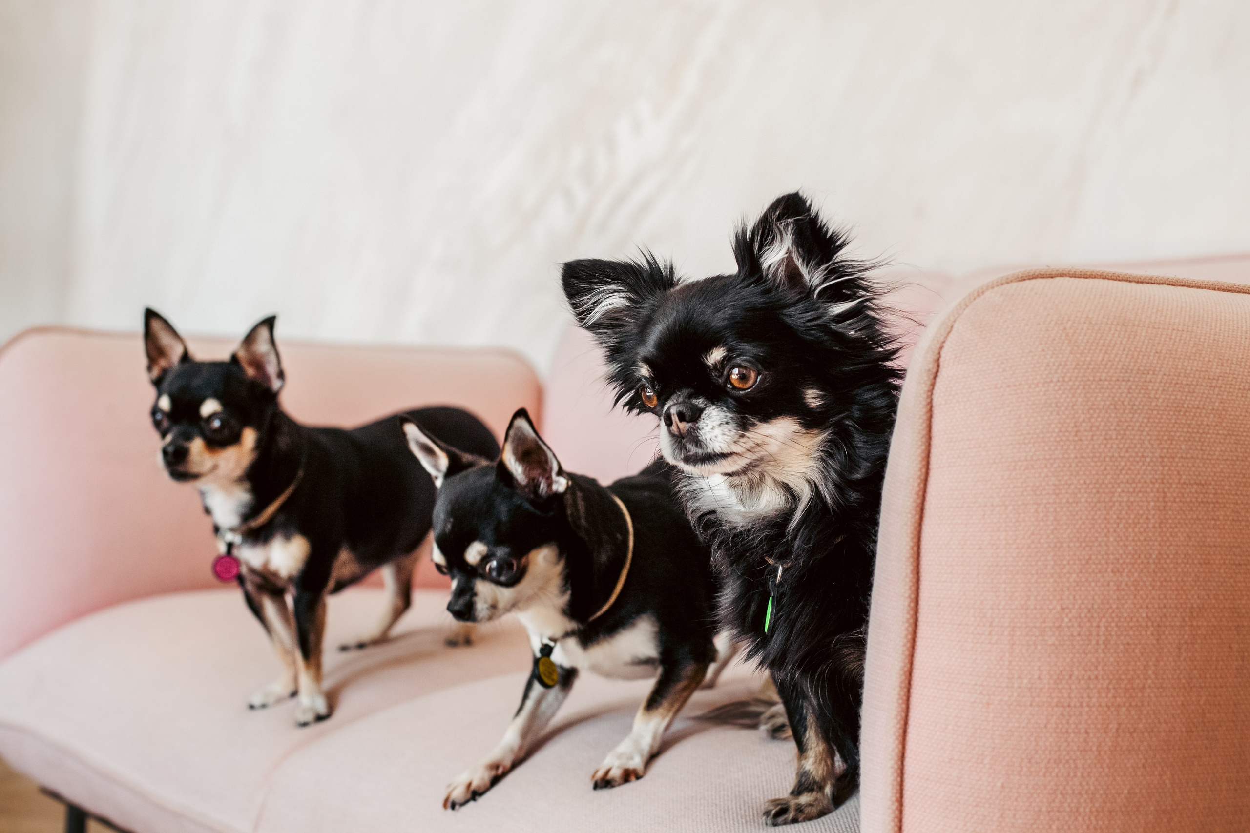 Семейная фотосессия. Фотограф-анималист Татьяна Степанова