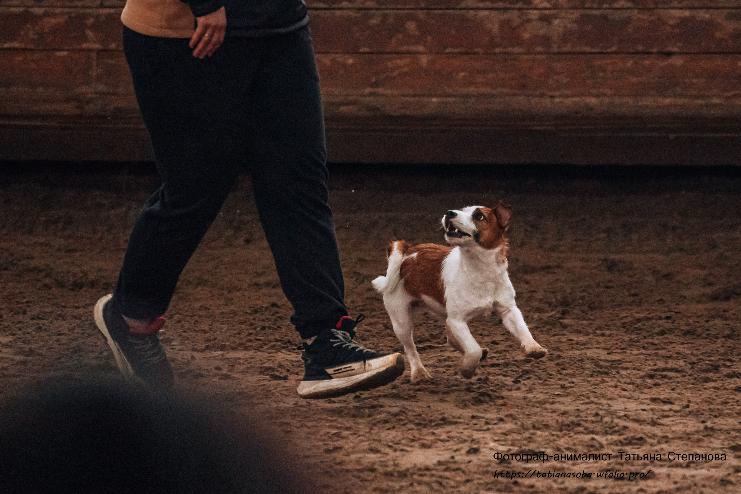 Соревнования по Аджилити 25.02.2024. Фотограф-анималист Татьяна Степанова