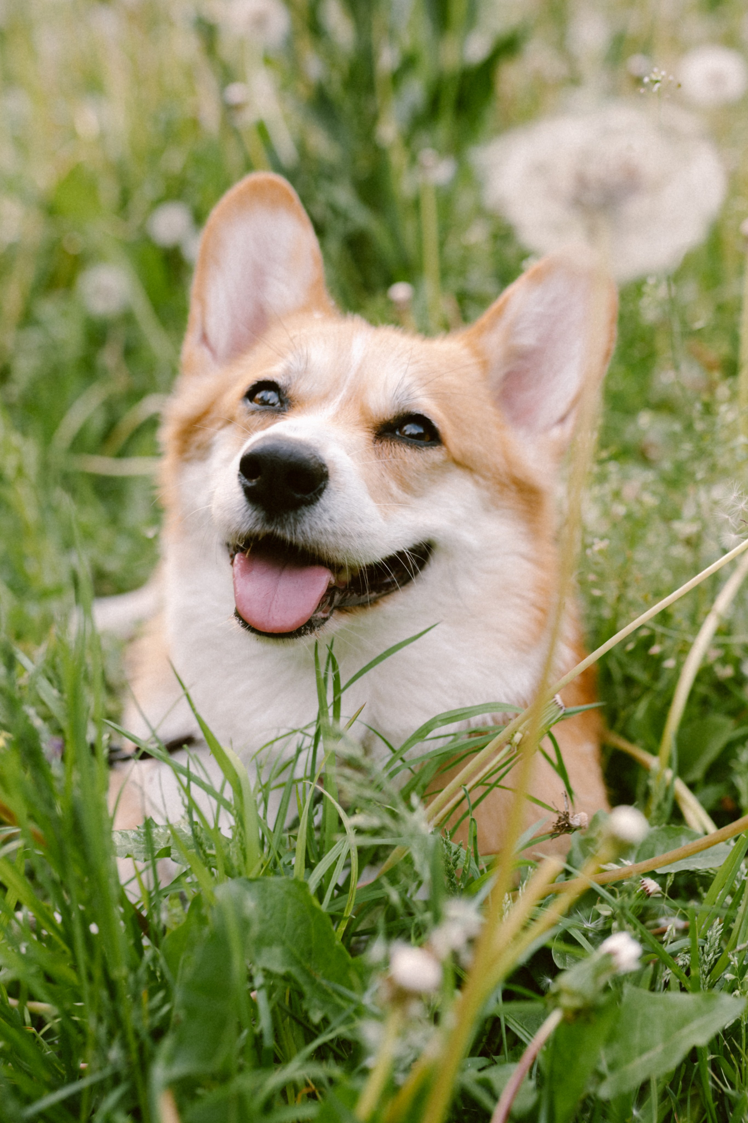 Настя и её семья. Фотограф анималист в Москве Ольга Агушева