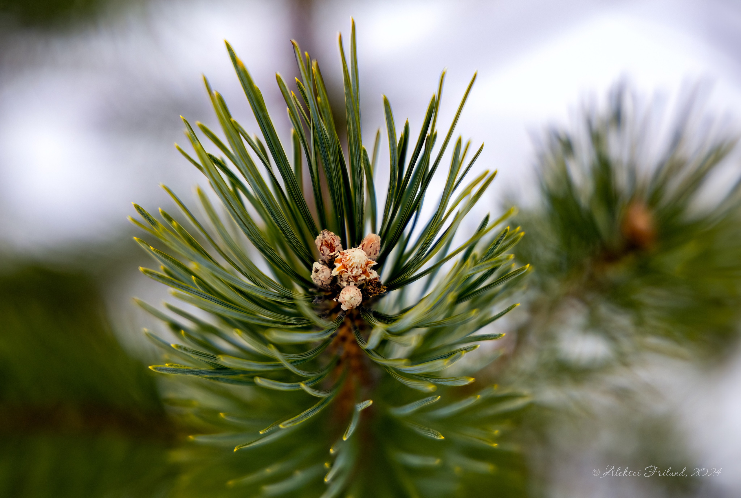 Природа Карелии. Аэросъемка. Фото и Видео в Карелии. Алексей Фрилунд