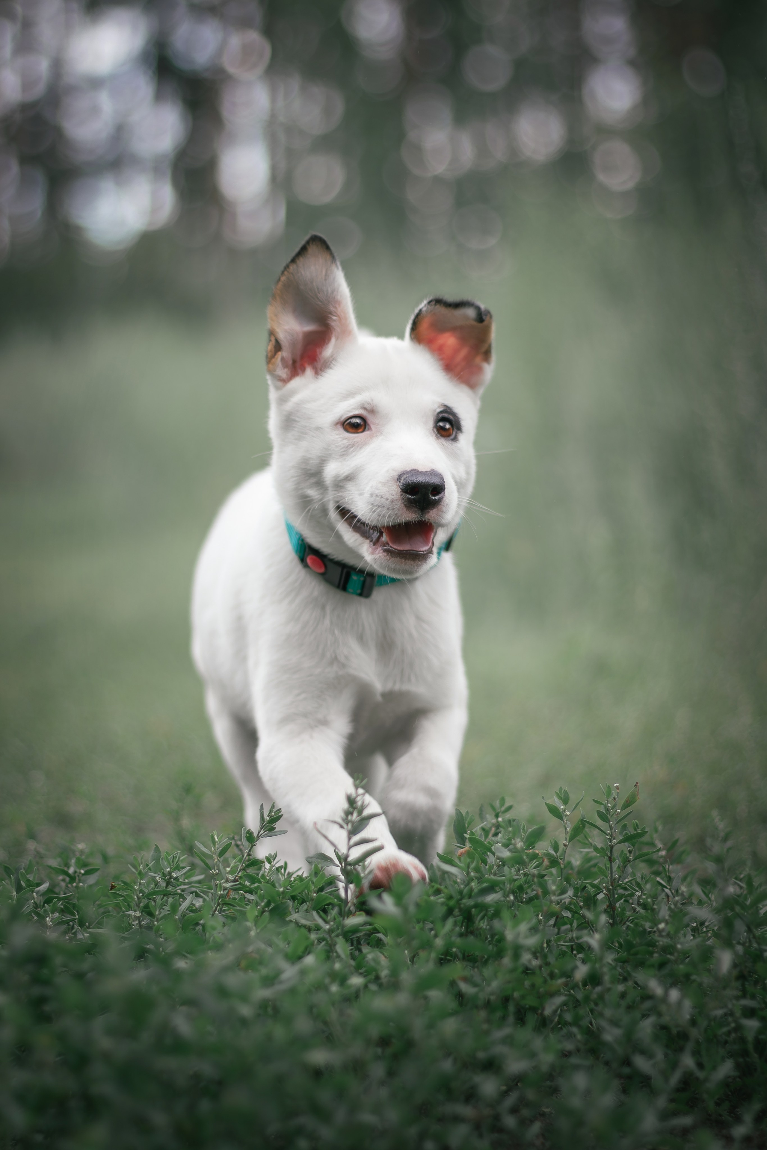 Фотосессия «Булка и Артём» — первый щенок, утренний свет, художественные фото | Воронеж, Липецк. Фотограф — анималист Алина Иванова