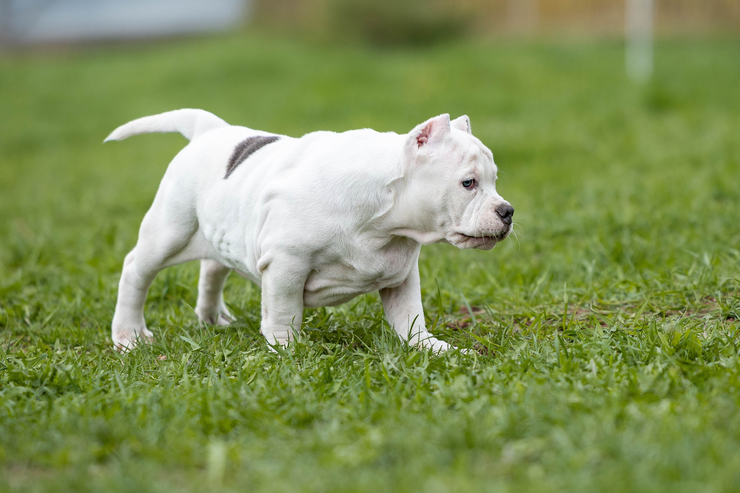 Щенки булли. Фотограф Анималист в Перми Анастасия Остерман