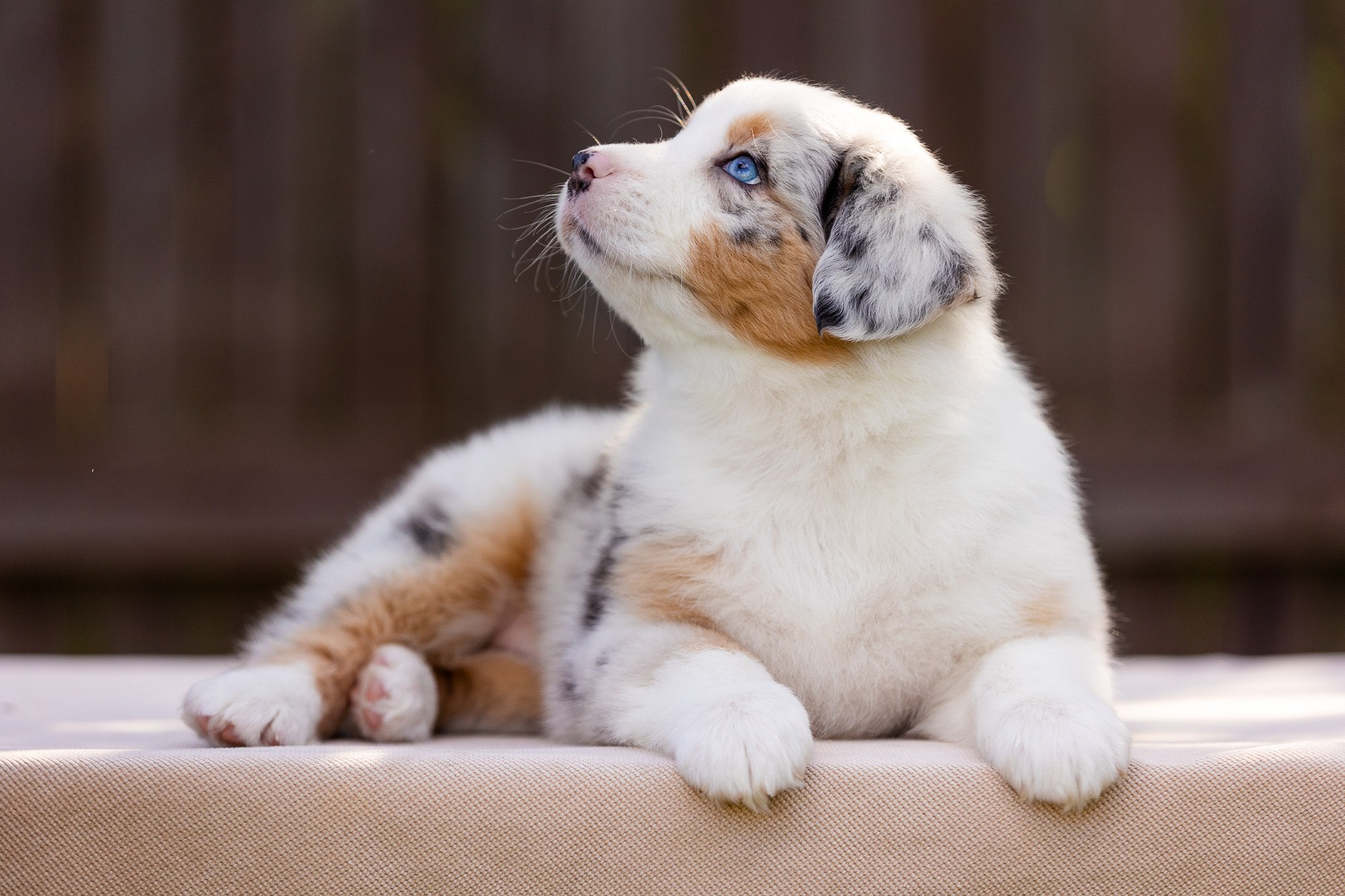 Фотосъёмки щенков. Фотограф-анималист Natalia Deingel | Фотосъемка собак в Москве