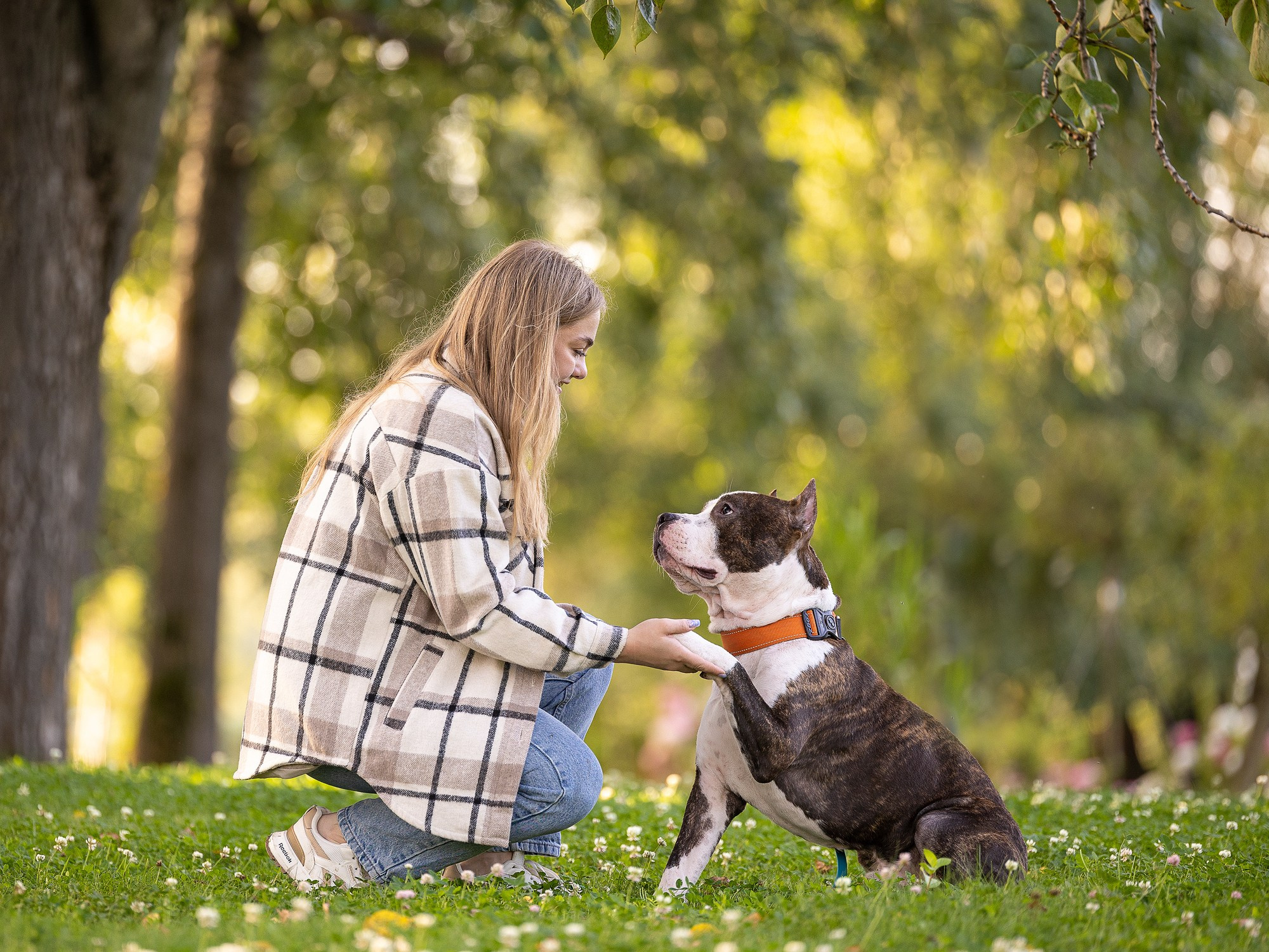 Амстафф Честер и его семья. Фотограф-анималист Natalia Deingel | Фотосъемка собак в Москве