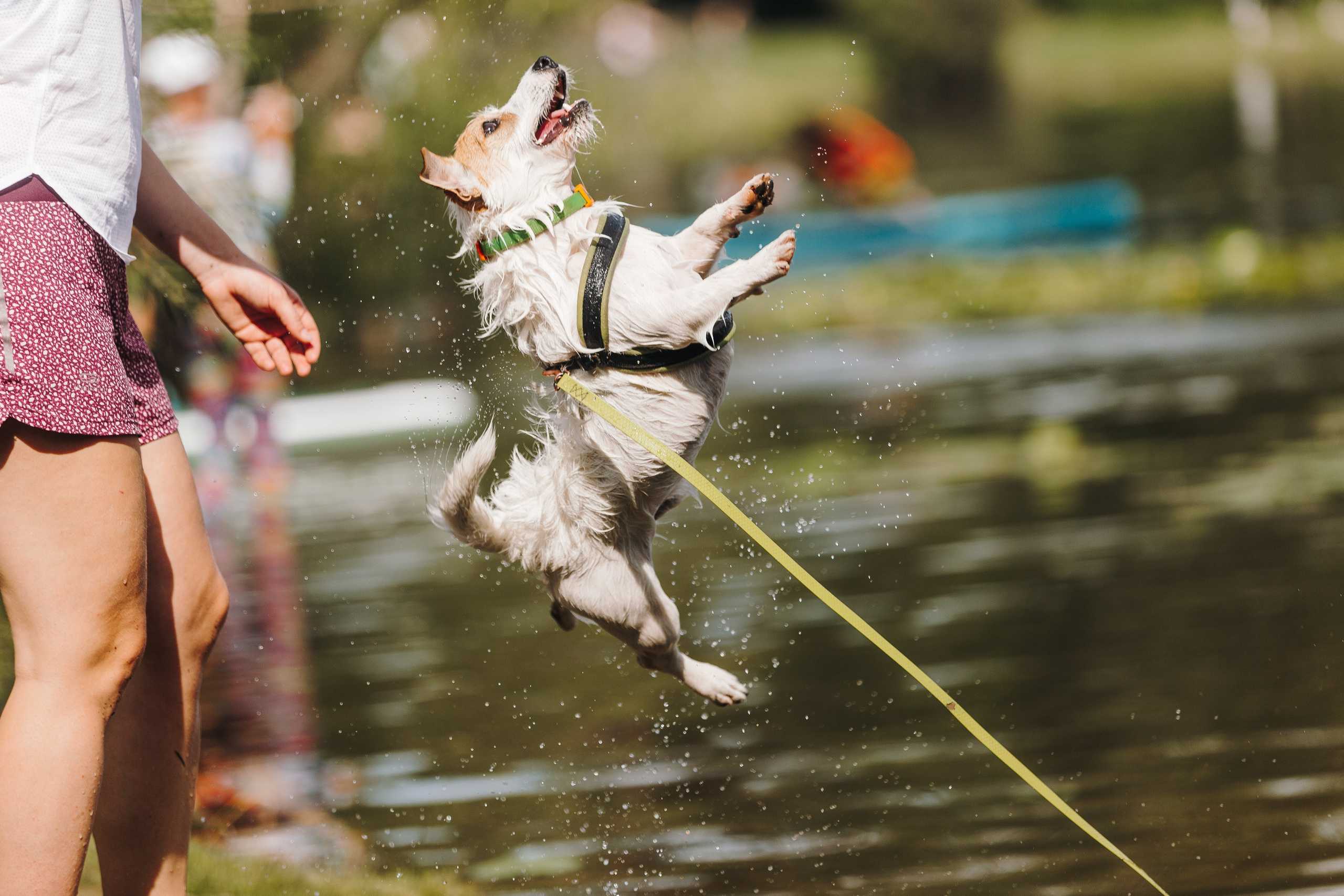 Petshop Sup day. Фотограф анималист Кристина Карпова, Москва