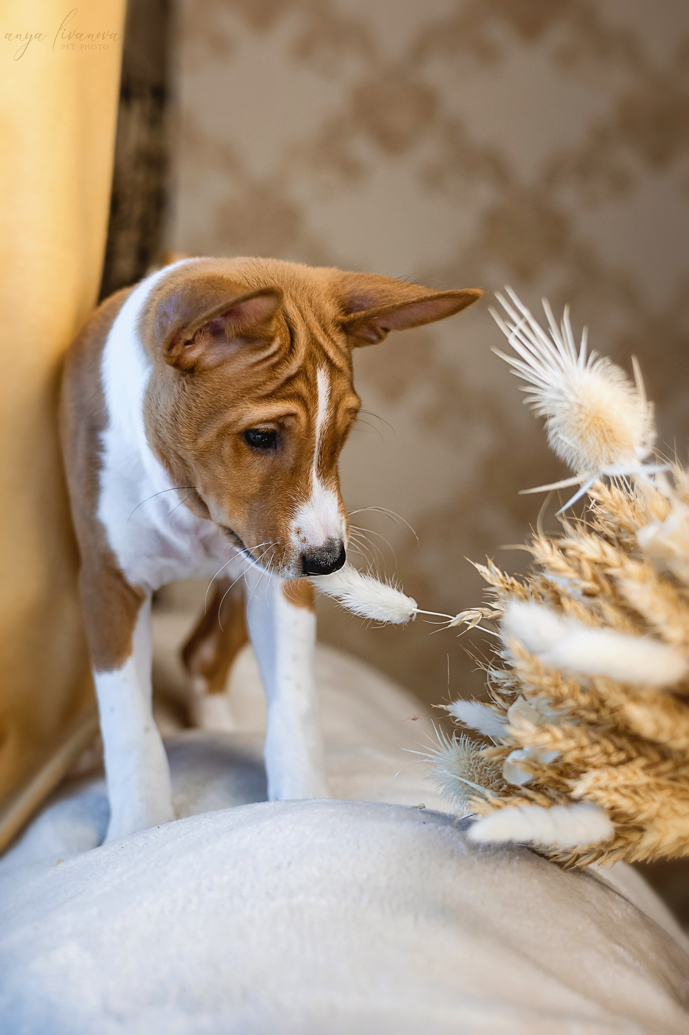 Балу. Фотограф анималист Аня Ливанова | Рыбинск
