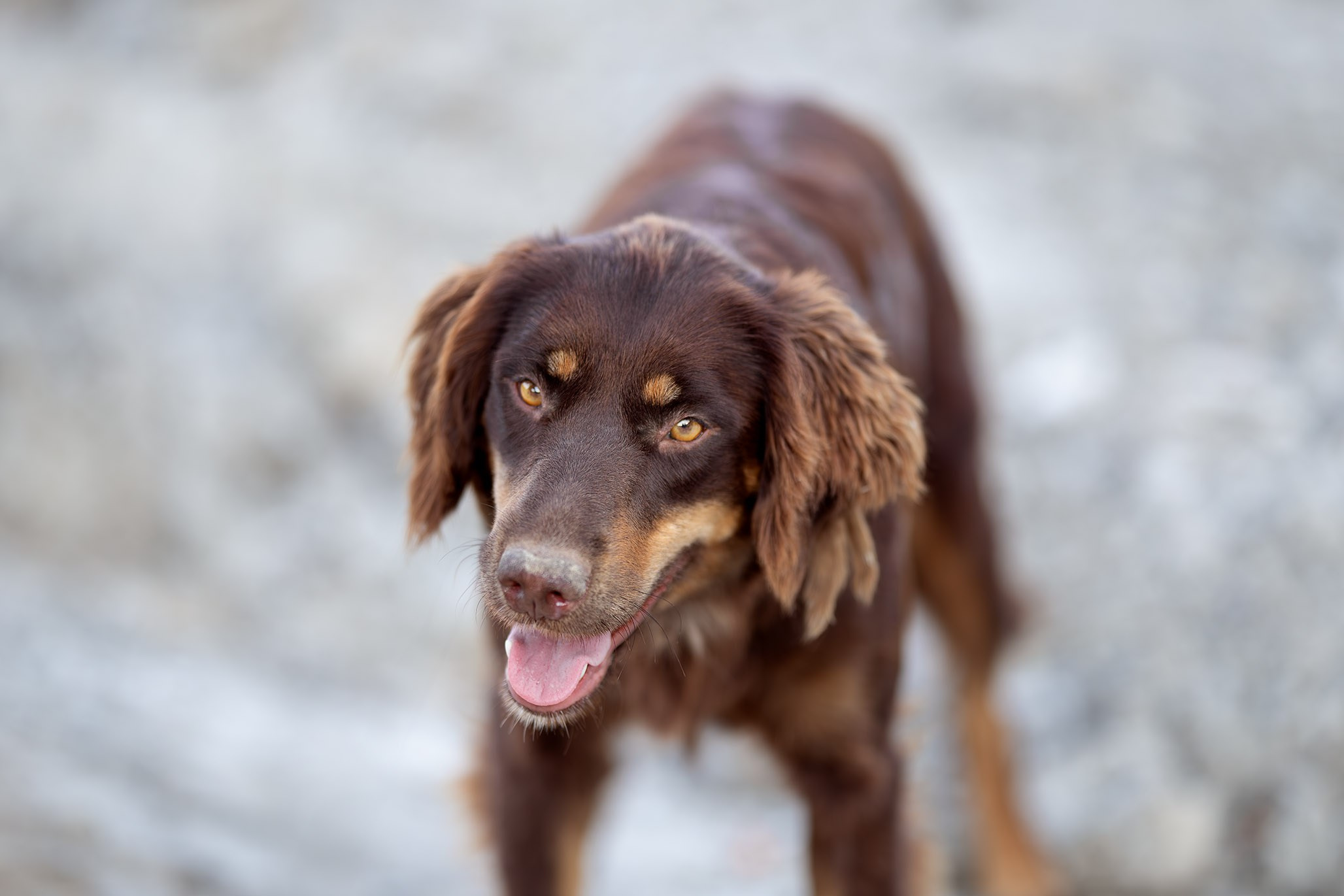 Кураторские питомцы с Пластунки. Ирина Голомб|Фотограф-анималист в  Сочи и Калининграде