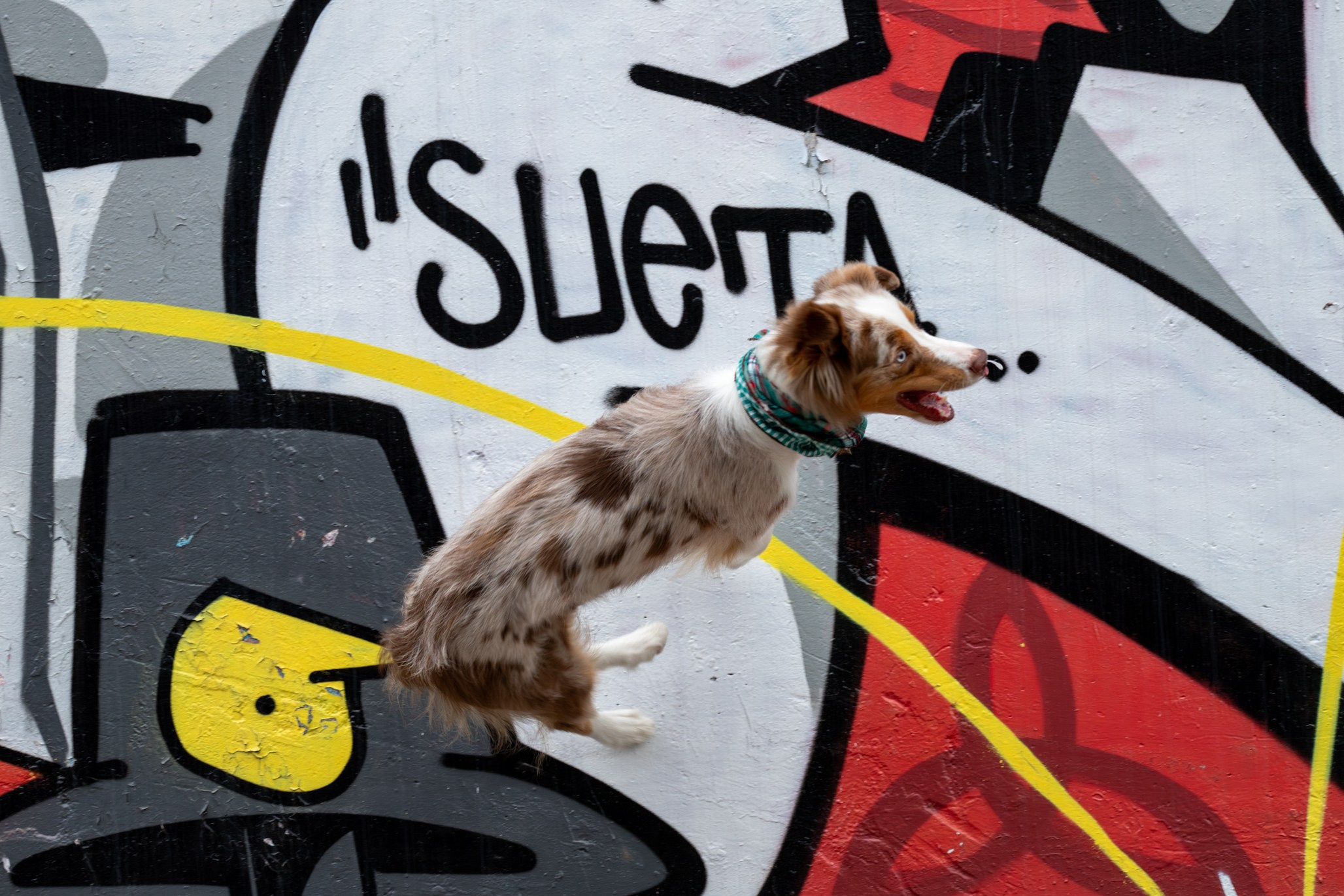 Полли, Австралийская Овчарка. Ирина Голомб|Фотограф-анималист в  Сочи и Калининграде