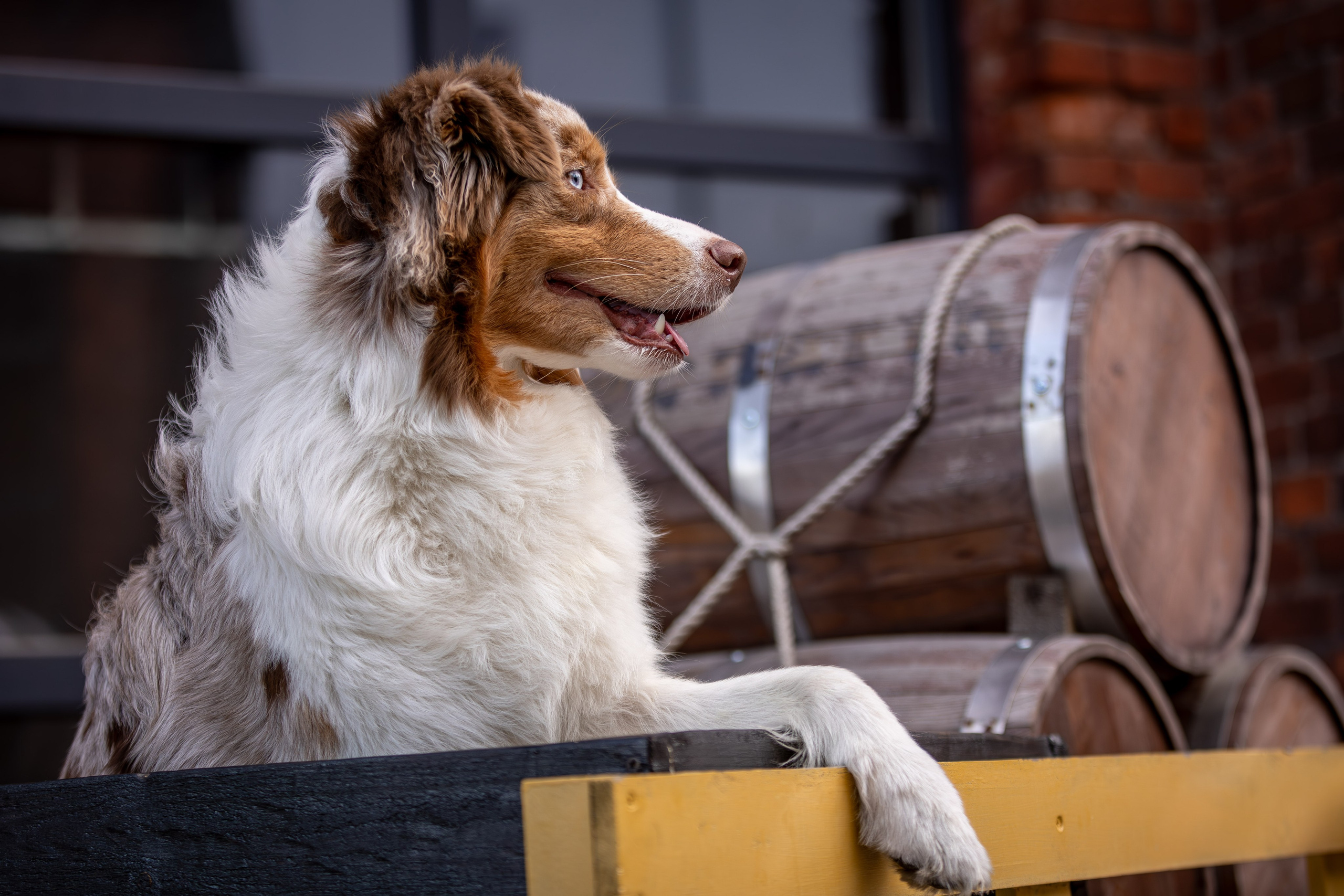 Полли, Австралийская Овчарка. Ирина Голомб|Фотограф-анималист в  Сочи и Калининграде