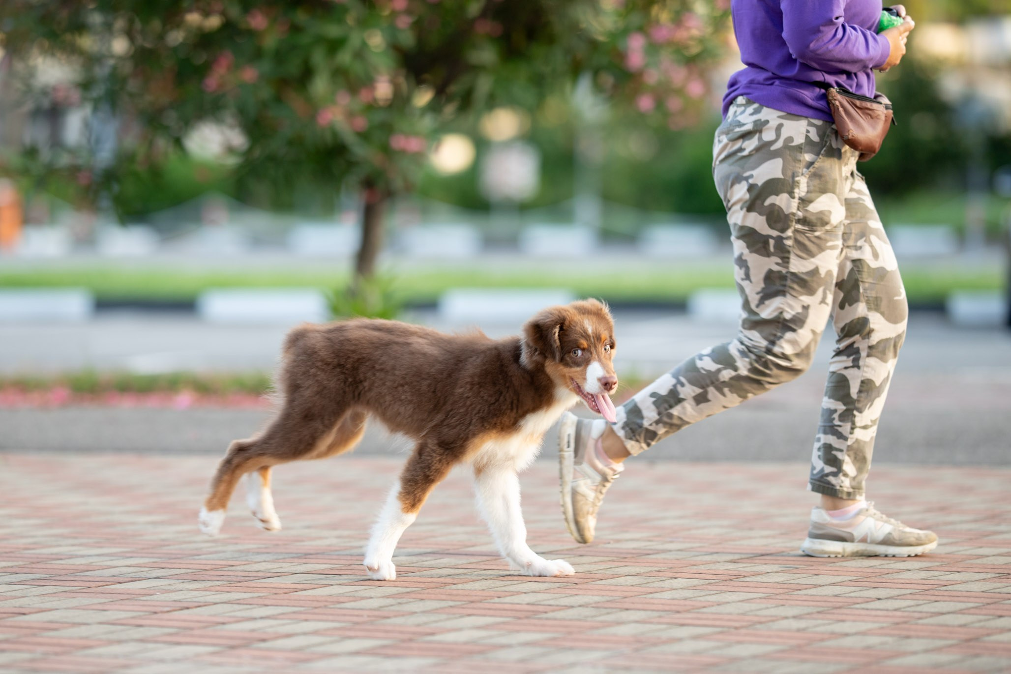 Чакки, Австралийская Овчарка. Ирина Голомб|Фотограф-анималист в  Сочи и Калининграде