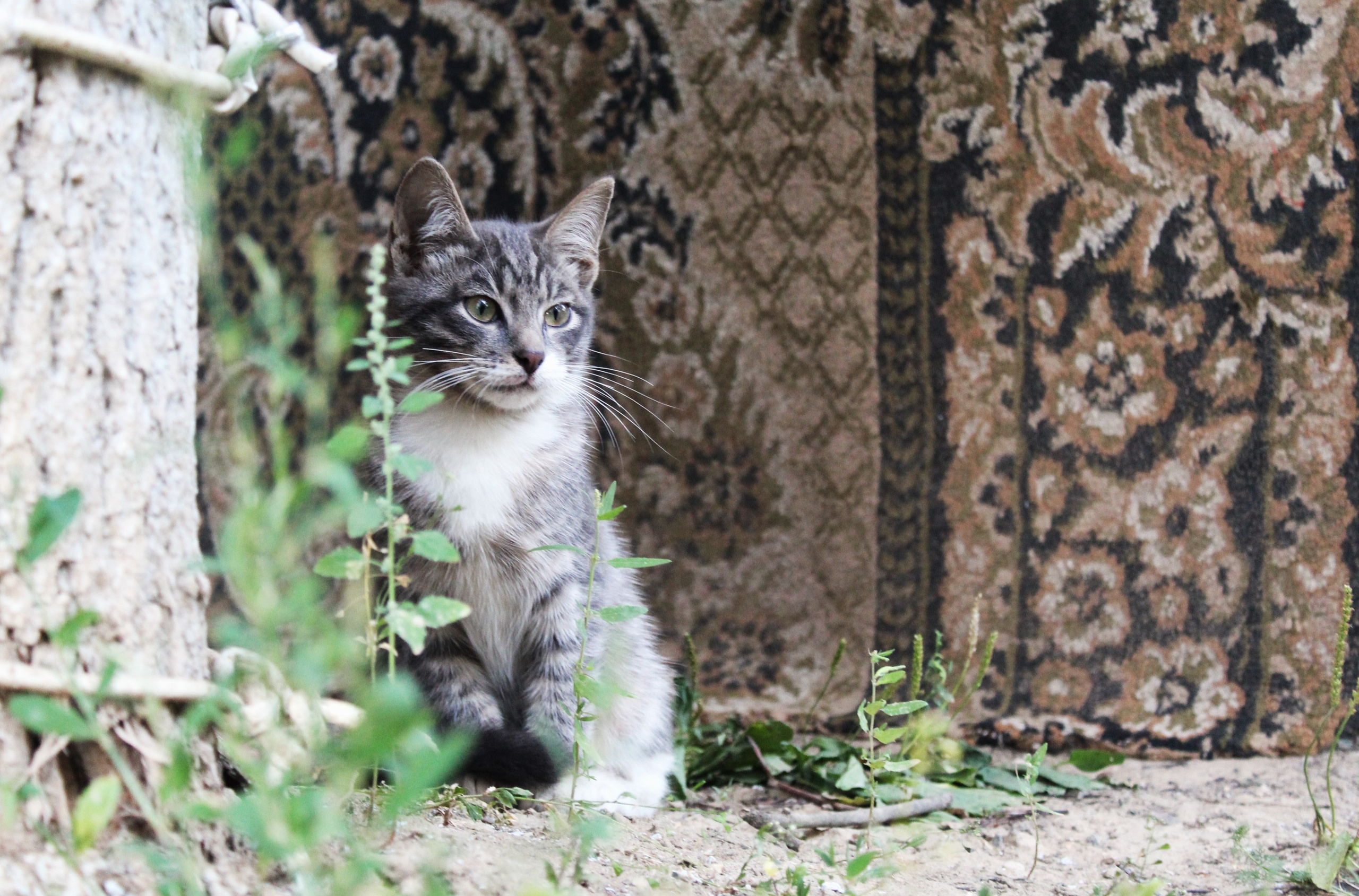 Всё, что я вижу вокруг себя